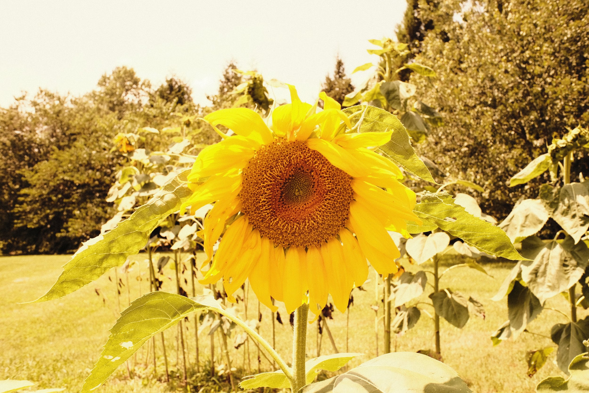 106-NicholasCoakley-SunflowerFun.jpeg