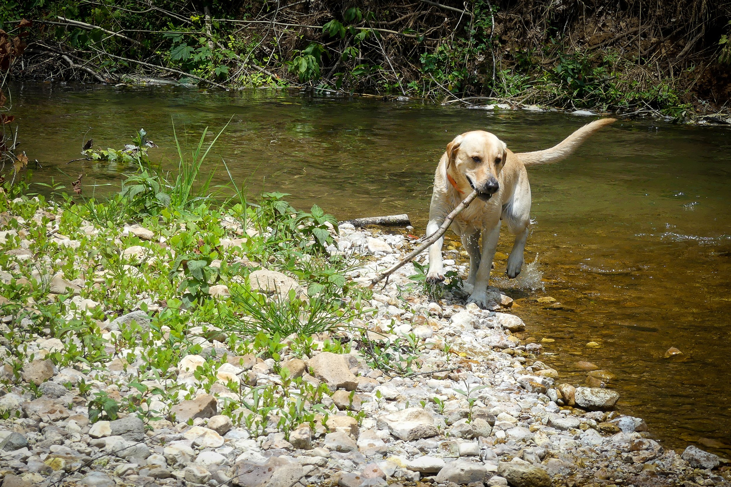29-Alex-Dog-With-Stick--2.jpg