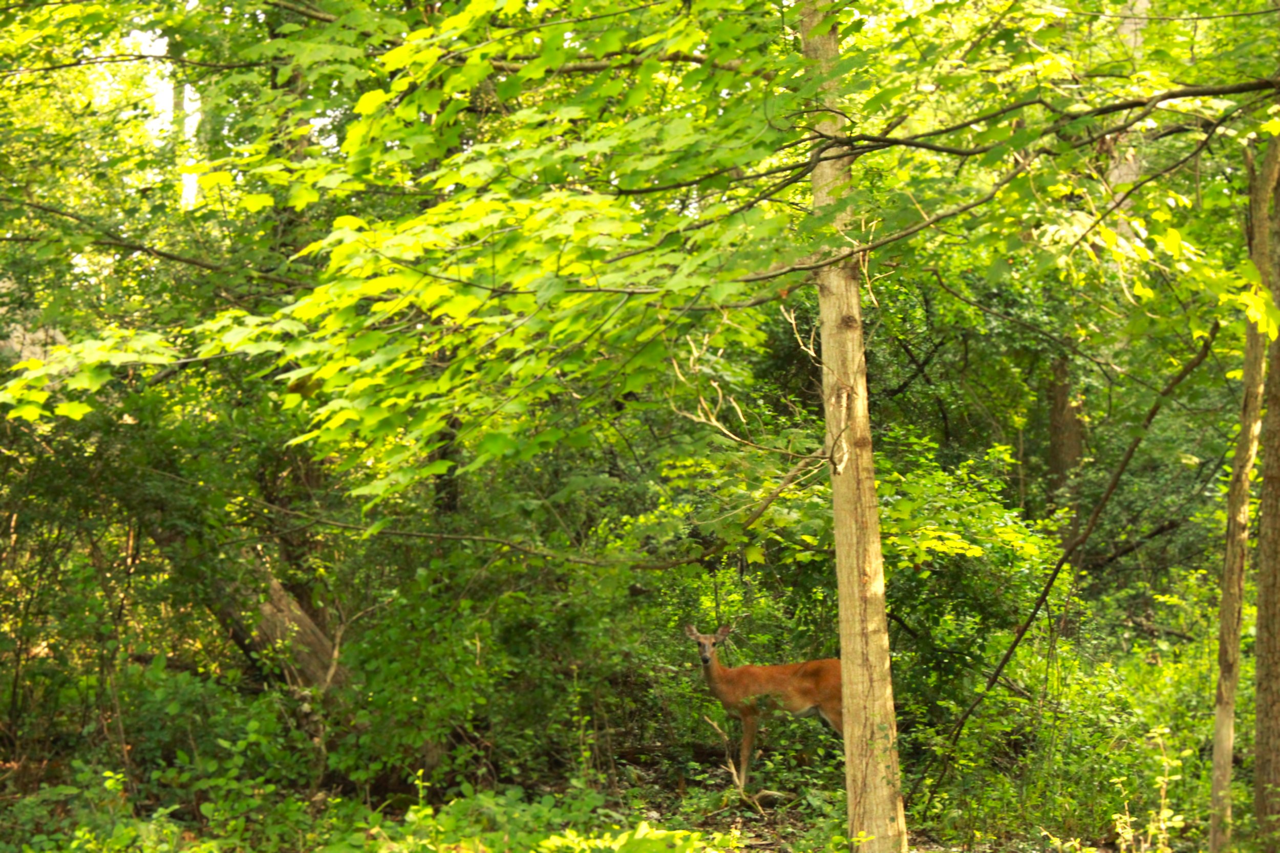 Deer In Woods.JPG