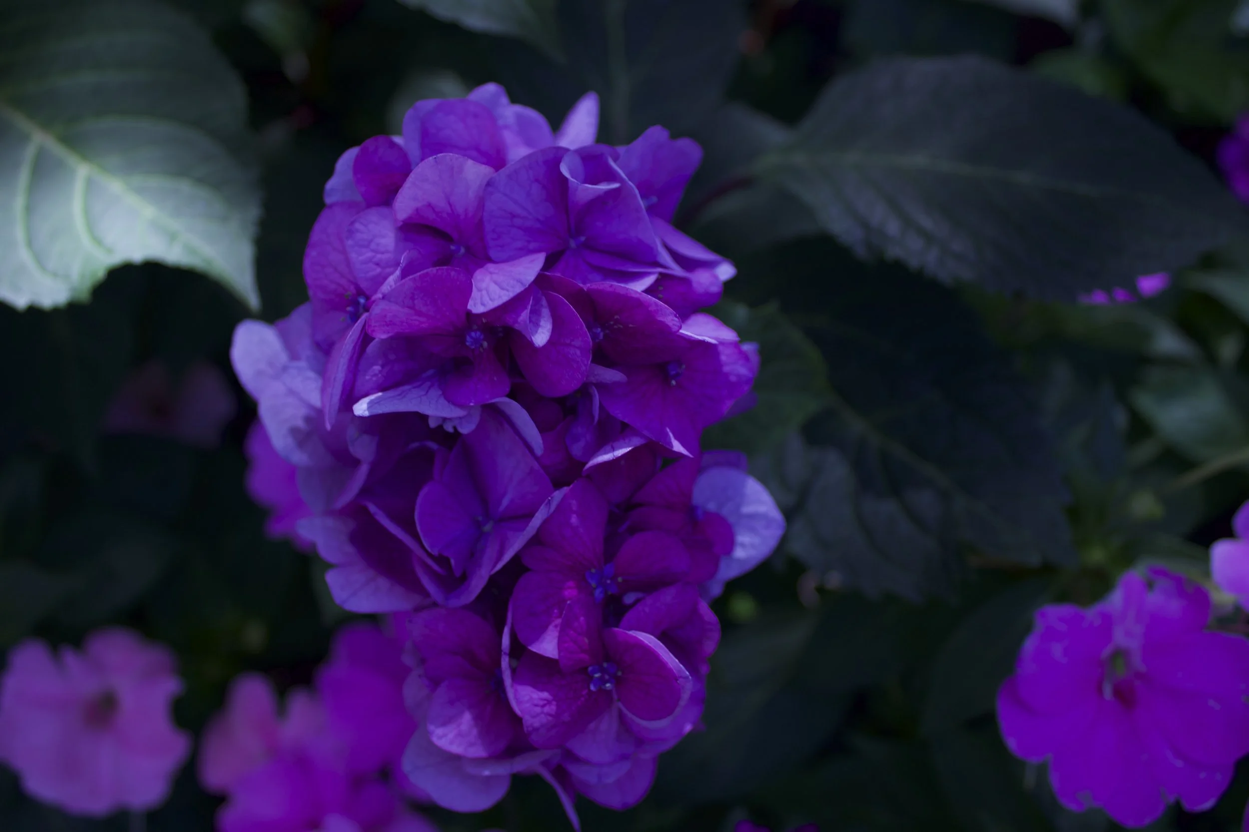 IMG_4575.jpeg