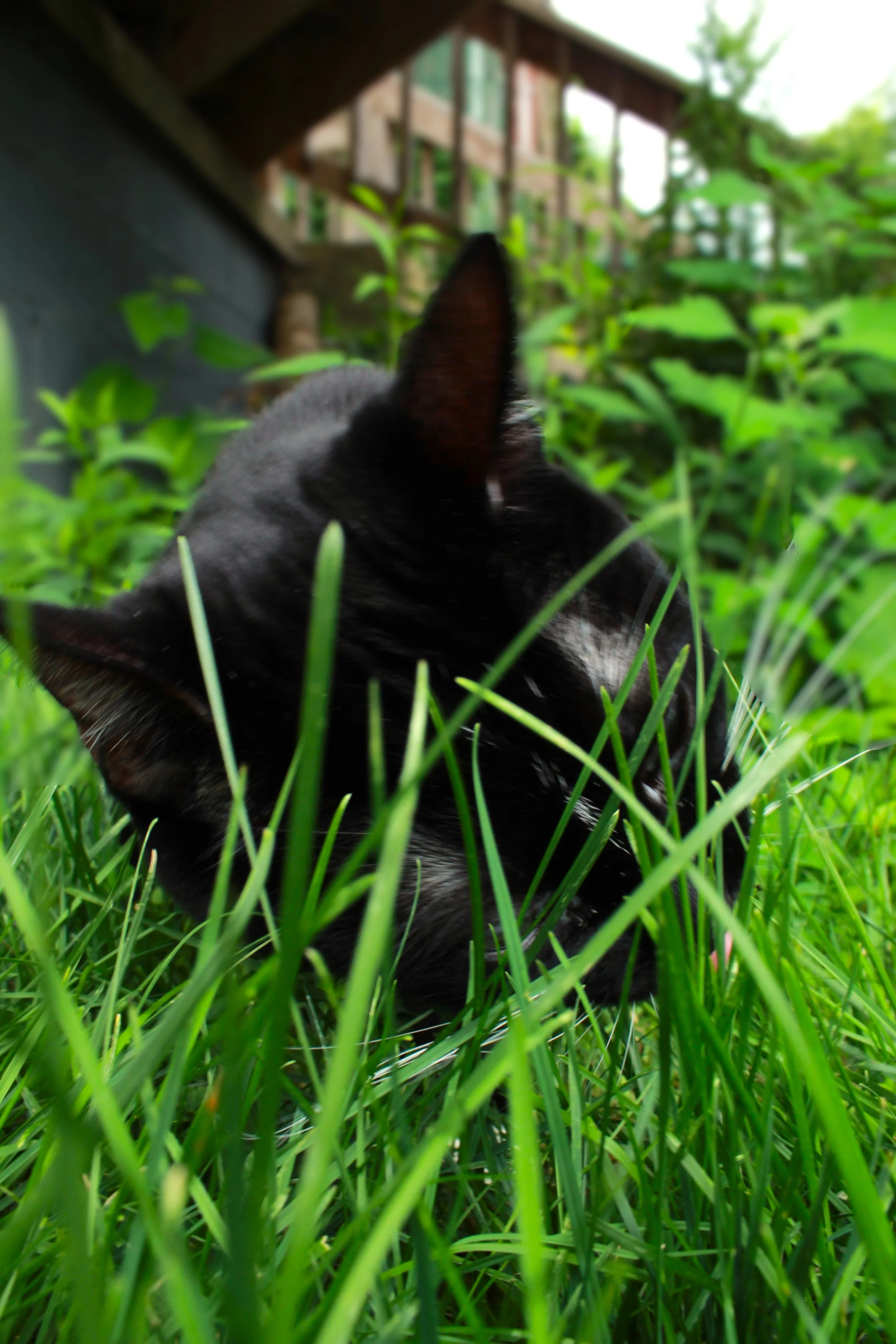 Elmo Eating Grass.JPG