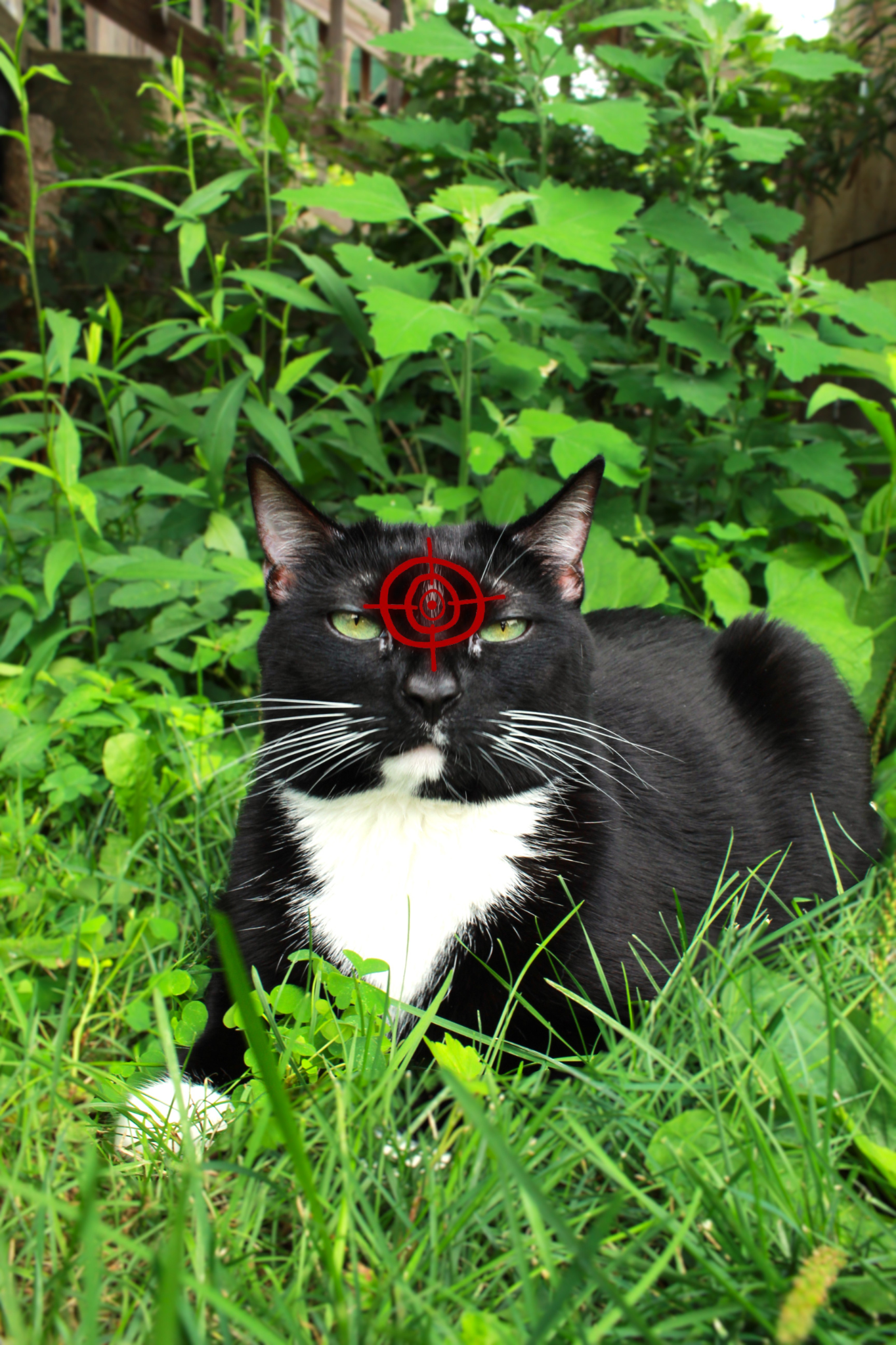 Cat.png