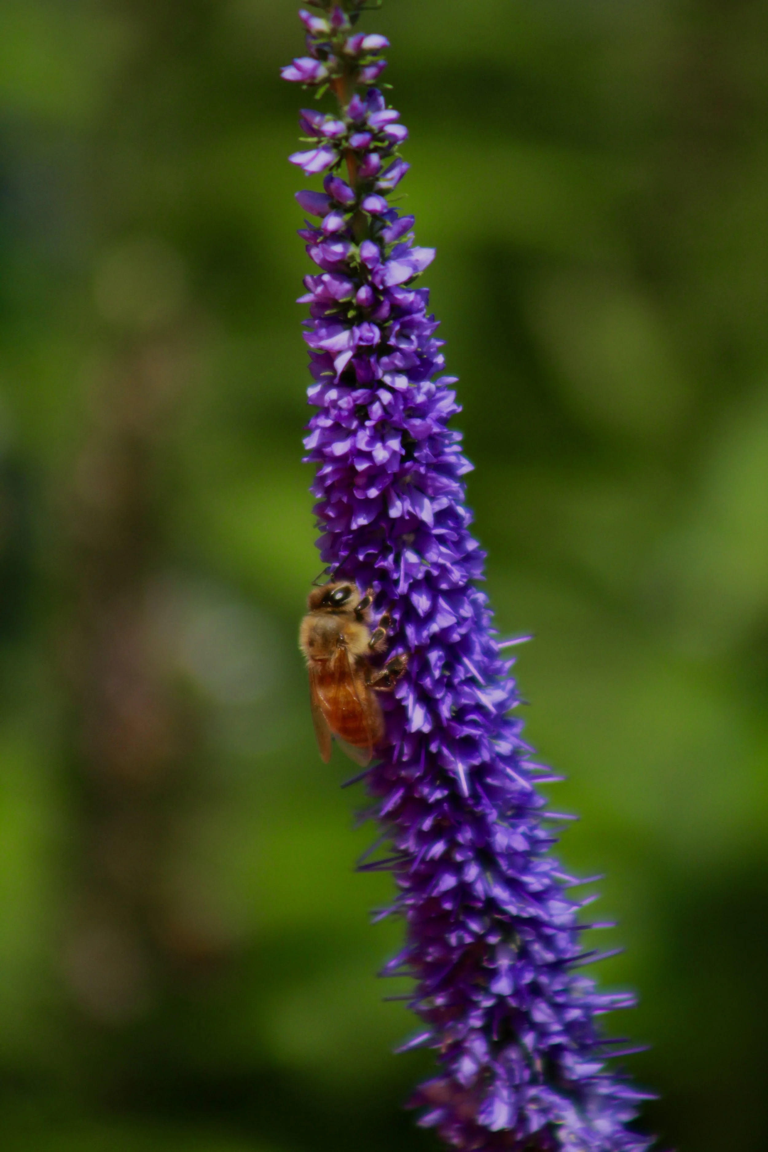 IMG_7831.JPG