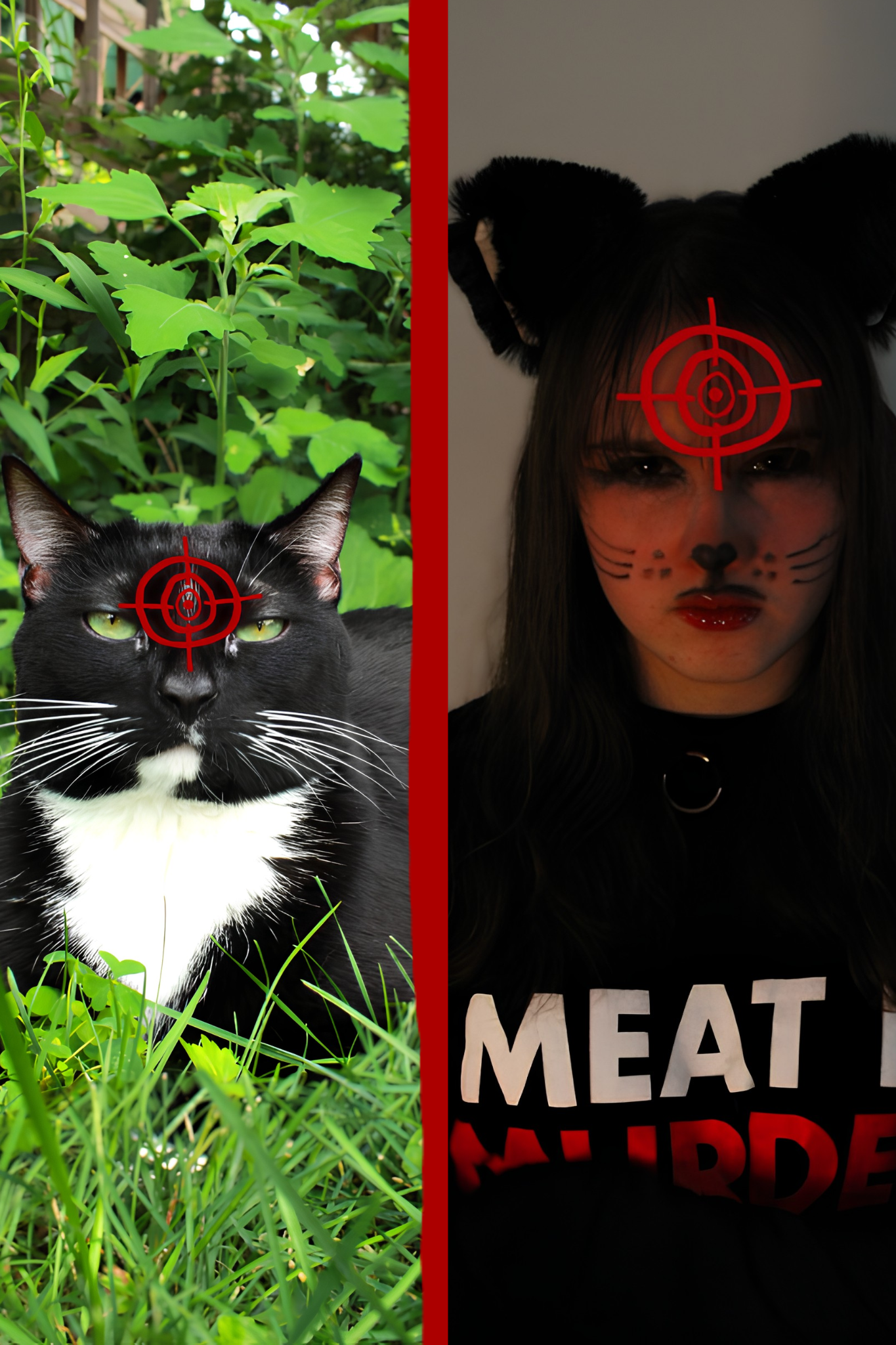 Cat V. Human.png