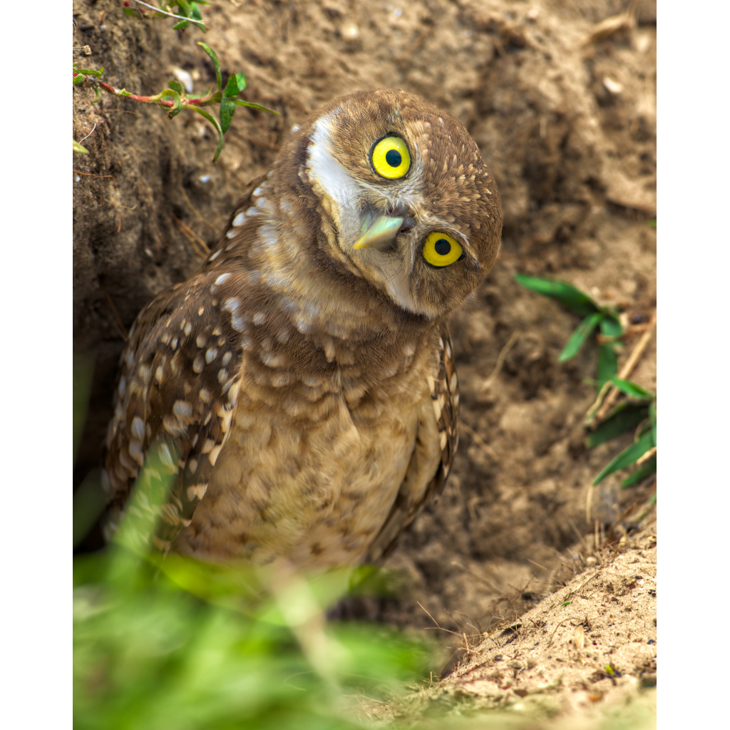 Curious Burrowing Owl with bright yellow eyes and tilted head looking directly at camera, captured near Naples, Florida