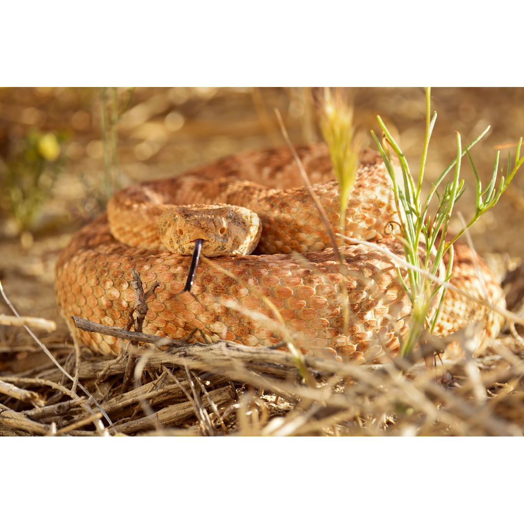 Taste of the Desert – Speckled Rattlesnake coiled in warm golden light with tongue flicking in Rattlesnake Canyon, Lucerne Valley California