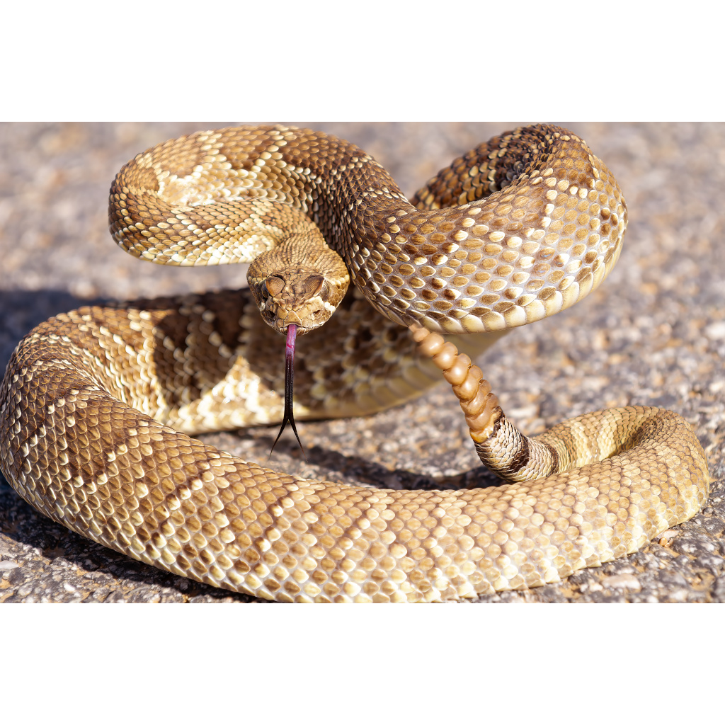 Mojave Green Alert – Mojave Rattlesnake coiled on pavement with head raised and tongue flicking