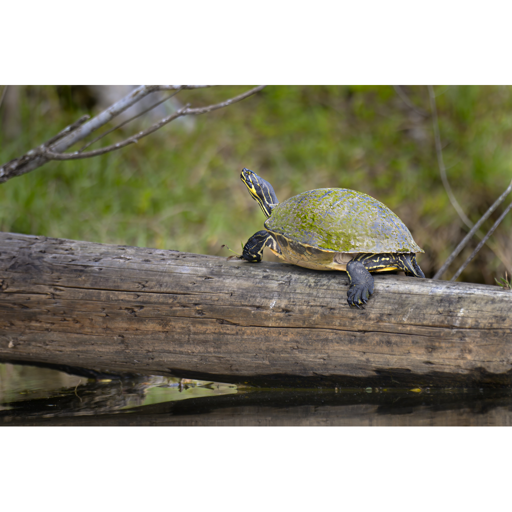 Mossy North Side – Turtle with green moss-covered shell perched on a log in the Florida Everglades