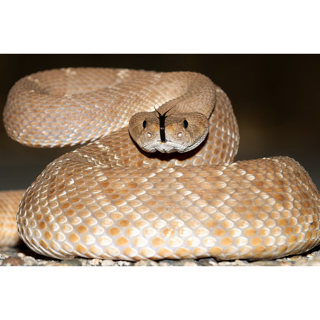Evening Flick – Red Diamond Rattlesnake with head raised and tongue extended showing reddish diamond pattern