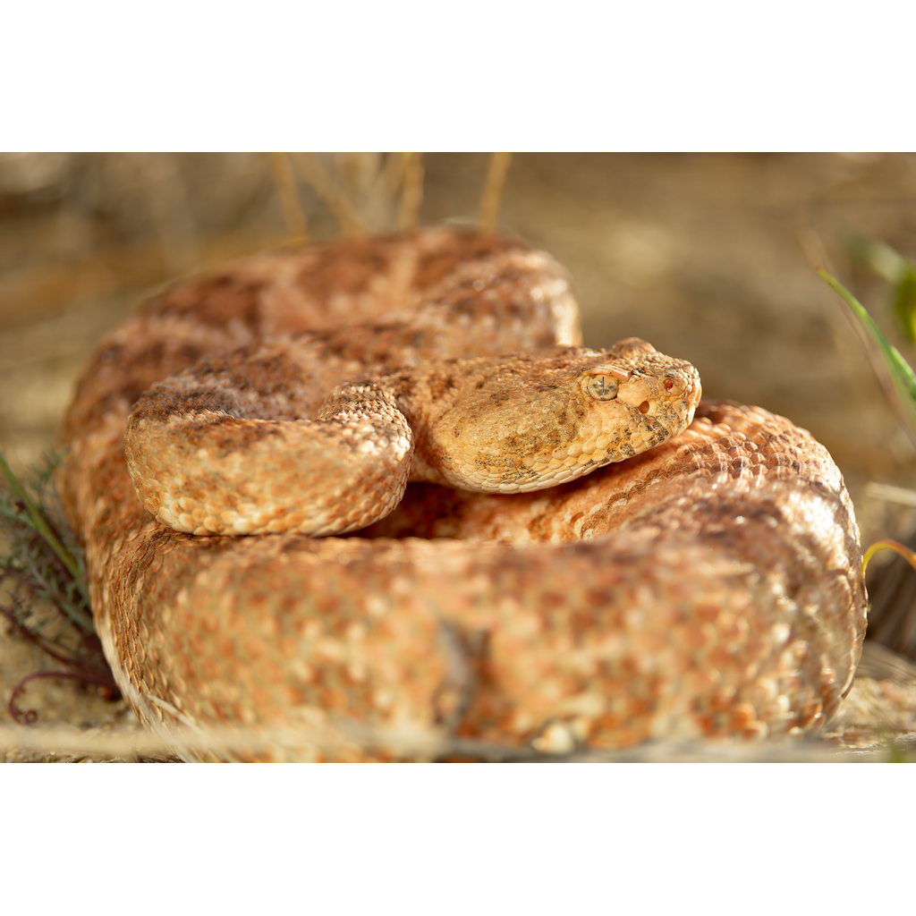 Rattlesnake Canyon Resident – Speckled Rattlesnake coiled with head raised in desert terrain Lucerne Valley California