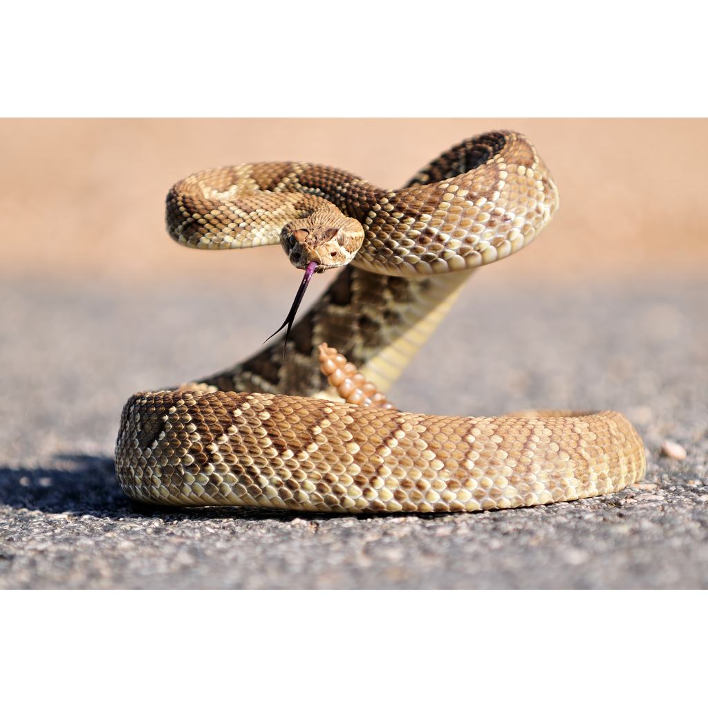 Mojave Green Warning – Mojave Rattlesnake coiled in defensive posture with head raised on pavement