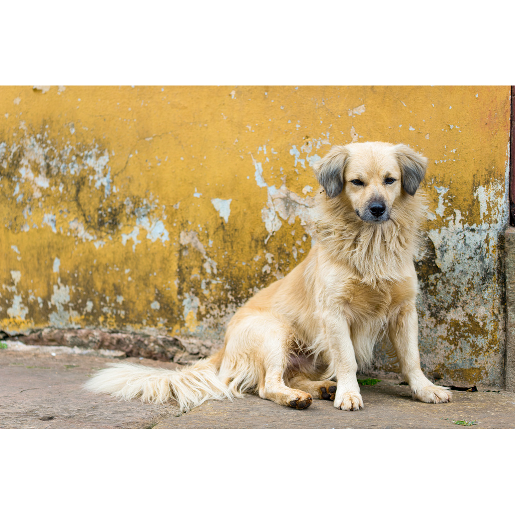 Guardian of Tiradentes – friendly golden stray dog sitting on cobblestones against a yellow wall in Tiradentes Brazil