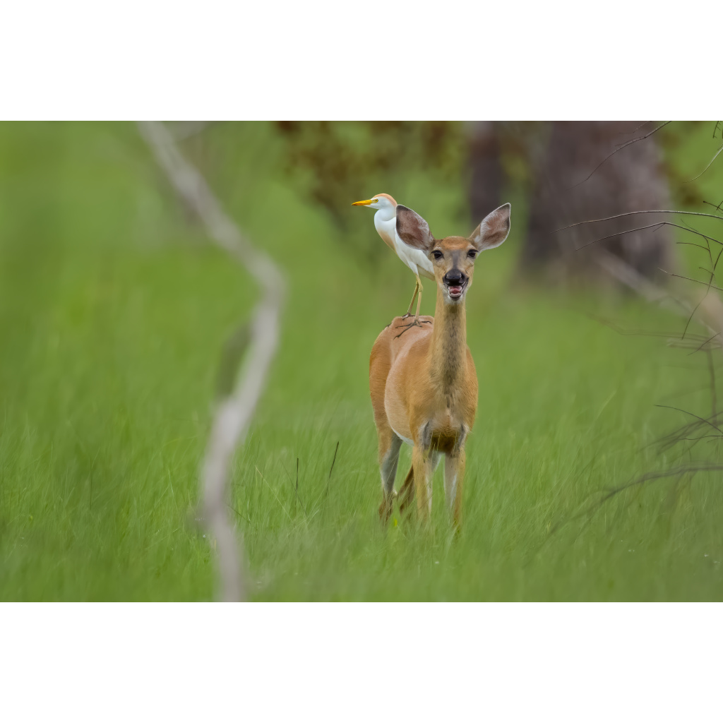 Grinning Doe & Her Feathered Companion – young deer with open mouth expression and cattle egret perched on its back in grassy field near the Everglades