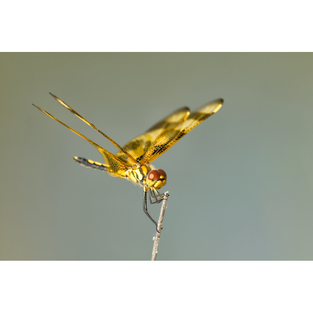 Golden Wings at Rest – golden dragonfly perched on a twig with translucent wings spread