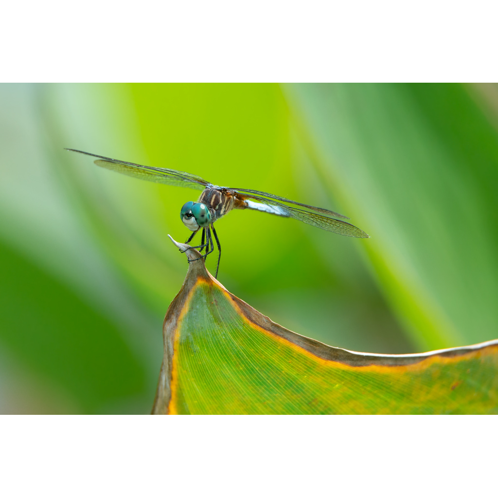 Evinrude – dragonfly perched on leaf with wings spread wide like an outboard motor