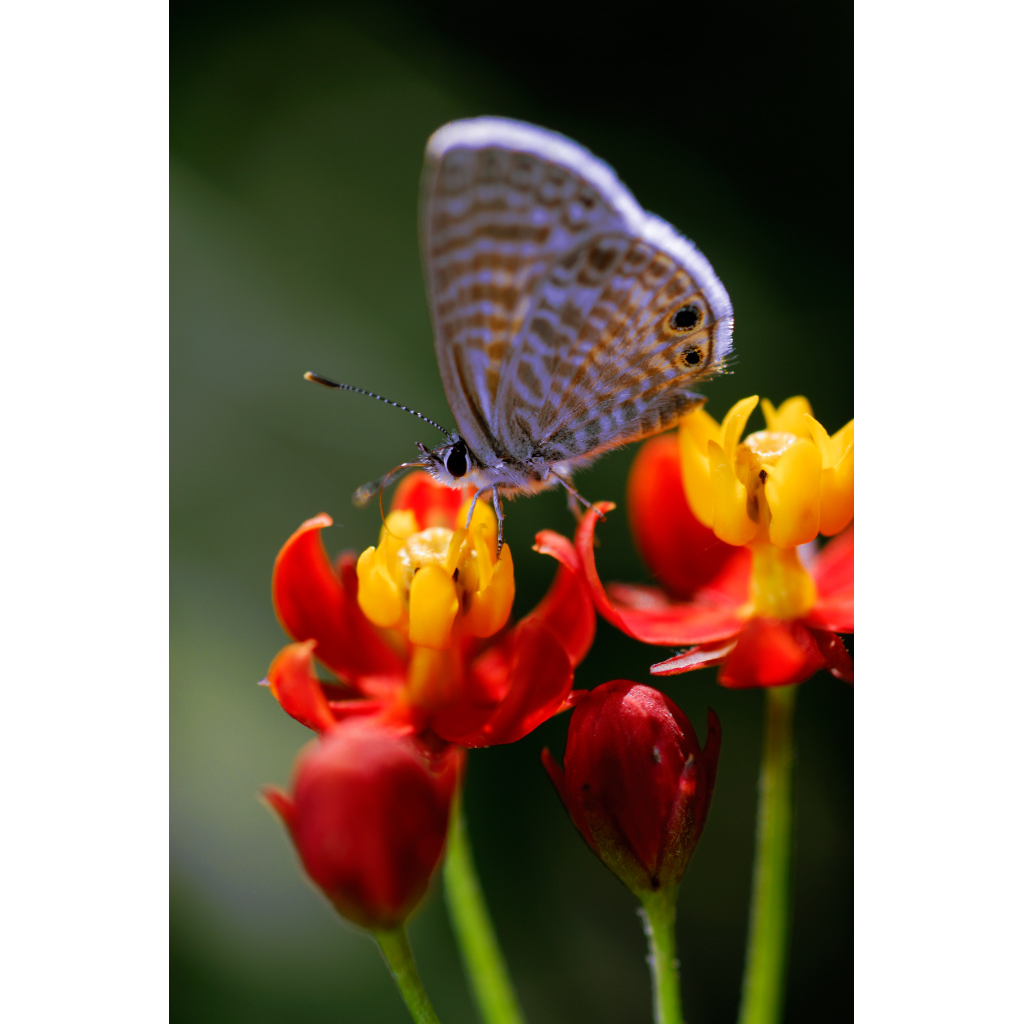 Butterfly on Milkweed – delicate butterfly perched on red and yellow tropical milkweed flowers