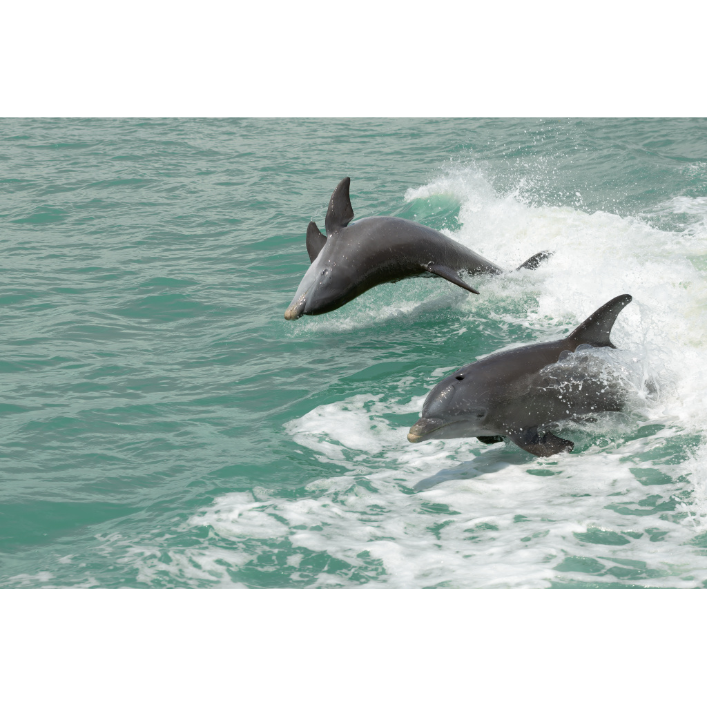 Dolphins at Play – two dolphins leaping and splashing in turquoise ocean waters