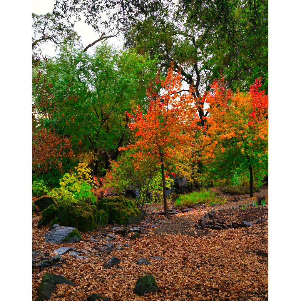 Autumn Symphony – vibrant fall foliage with orange red and green trees mossy rocks and fallen leaves on the forest floor