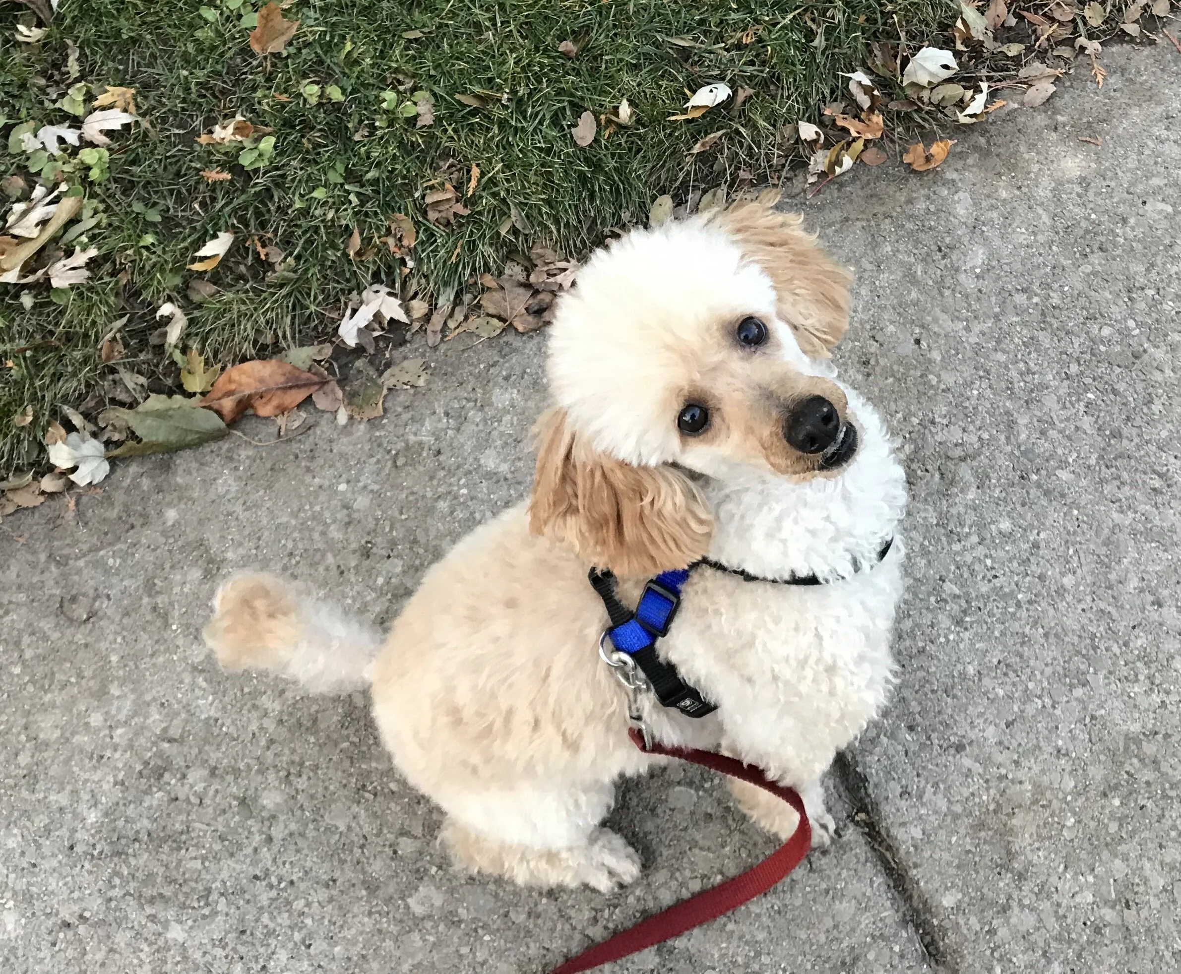 Harriet with her new harness!