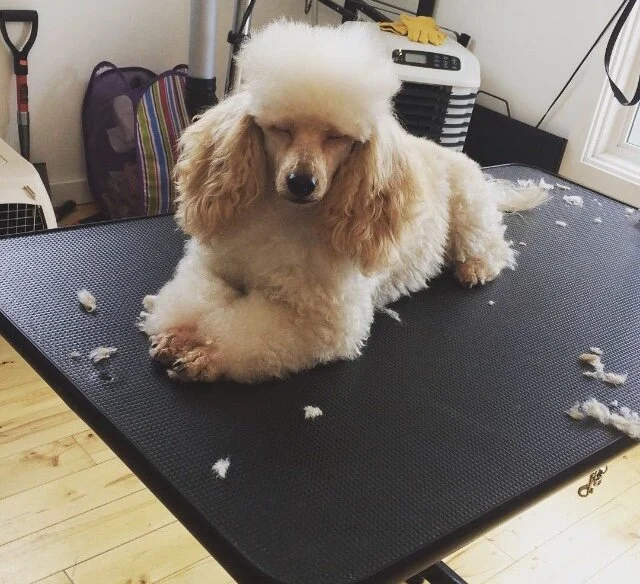 Harriet enjoying her groom