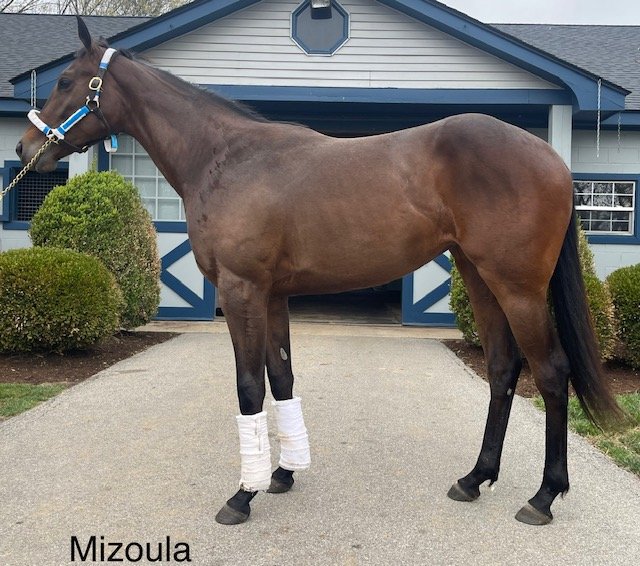 Mizoula