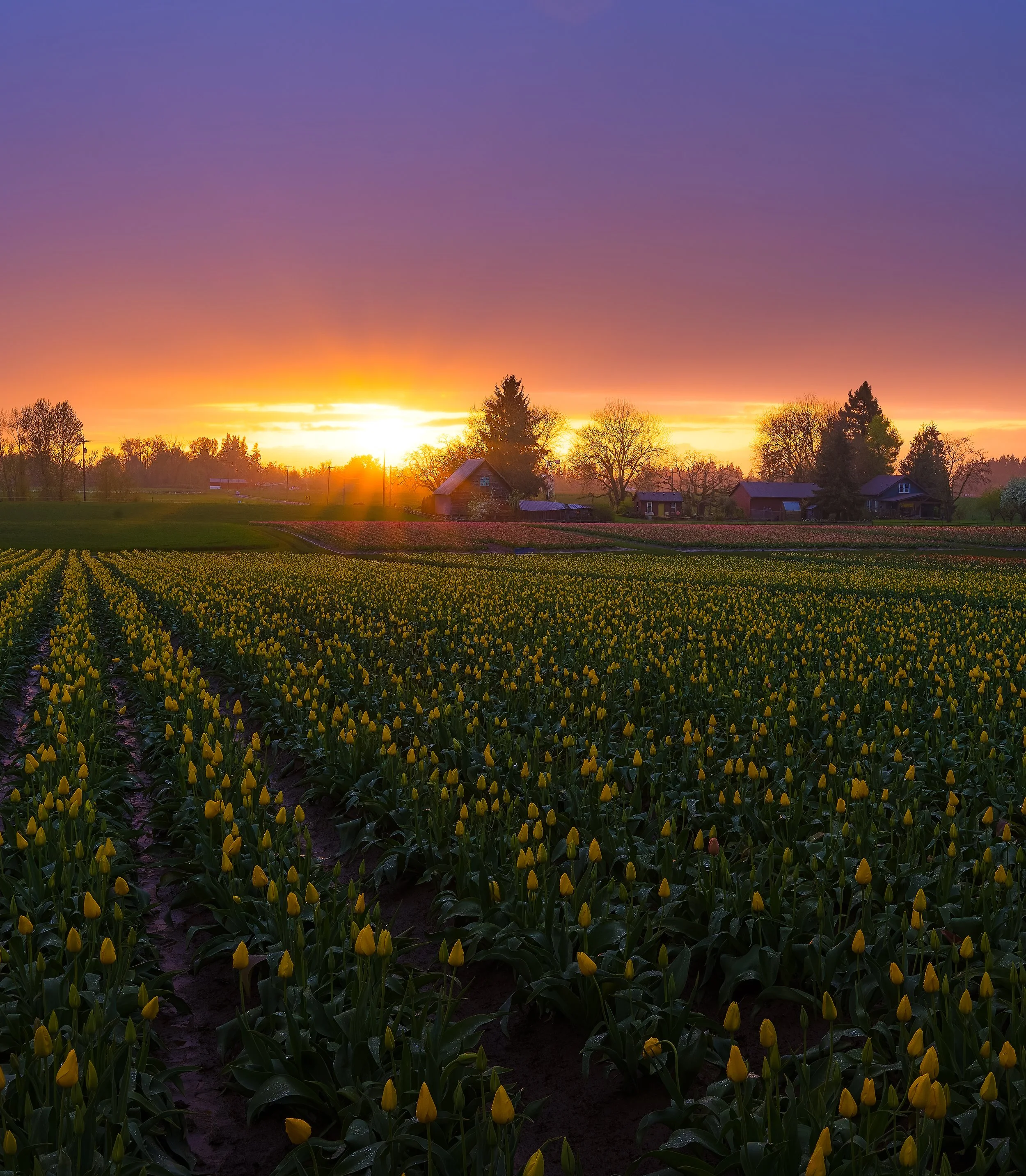 Sunset over a farm with yellow tulips growing in rows in the foreground, farmhouses and trees in the distance.
