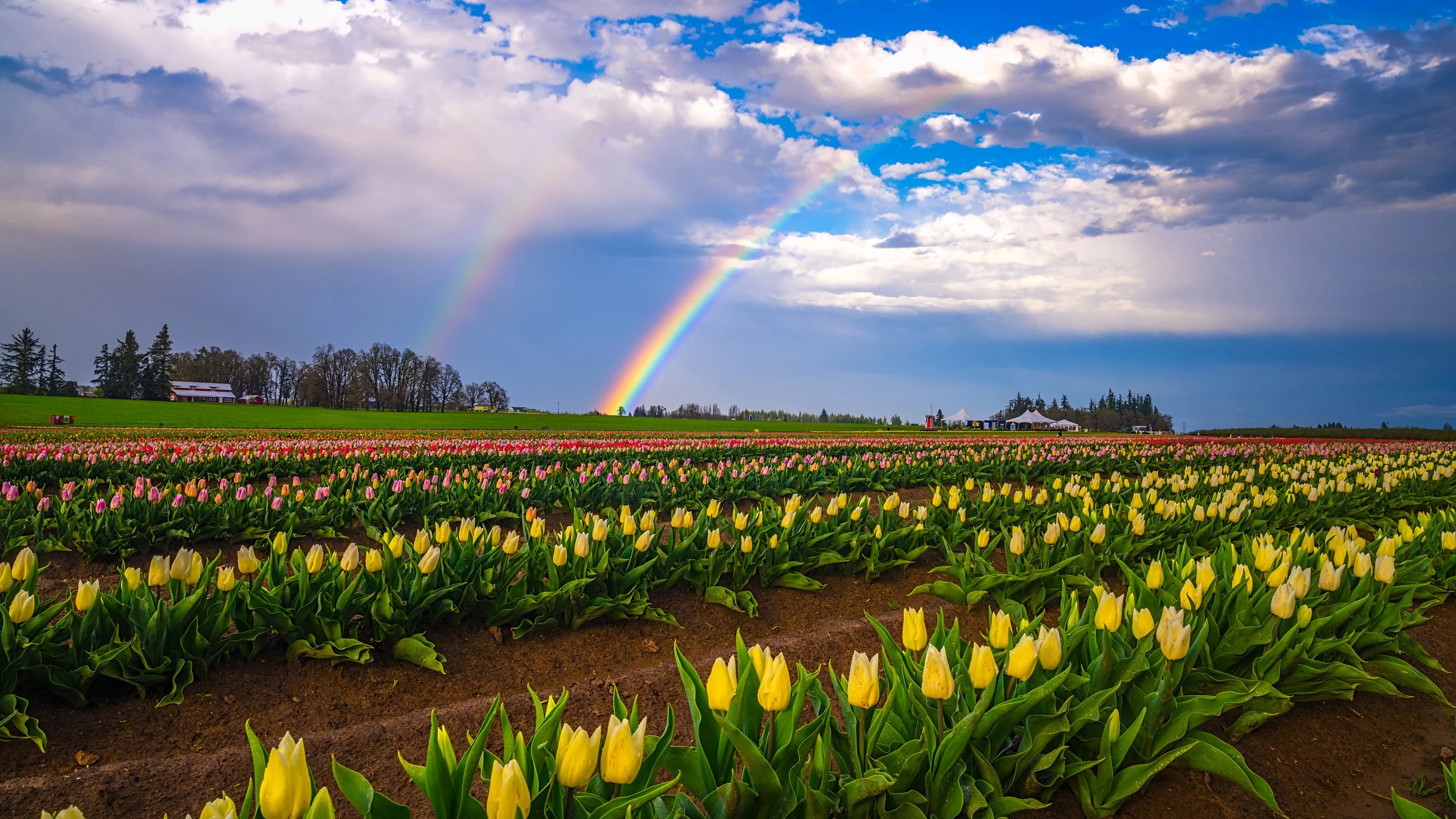 Fields of yellow and pink tulips under a cloudy sky with a rainbow.