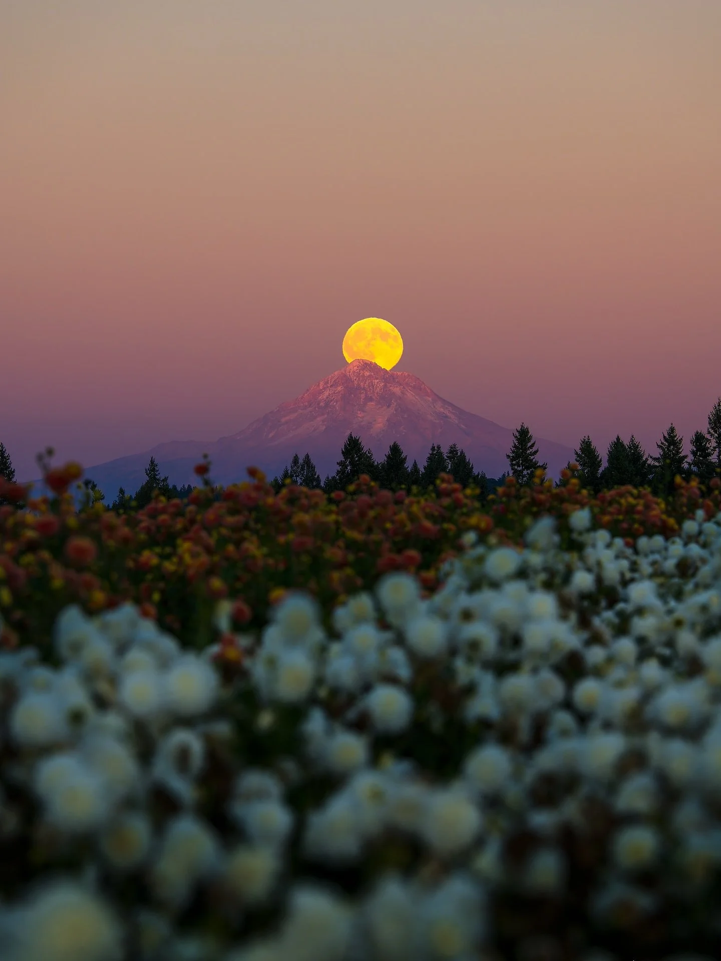 We had a great evening with the Super Harvest moon and Mt. Hood last night in Canby. 
.
.
.
#oregon #cascadiaexplored #oregonisbeautiful #fox12weather #harvestmoon #supermoon #mthoodterritory #nikon #traveloregon #1859oregon #canbyareachamber #kgwwea