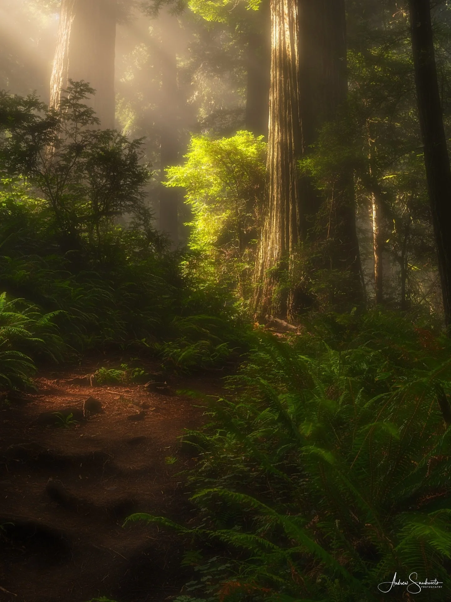 Walking among the redwoods. 
.
.
.
#cascadiaexplored #nationalparks #pnwisbeautiful #pnwdiscovered #epic_captures #moody_captures #landscape_lovers #trees #redwoodnationalpark #redwoods #earth