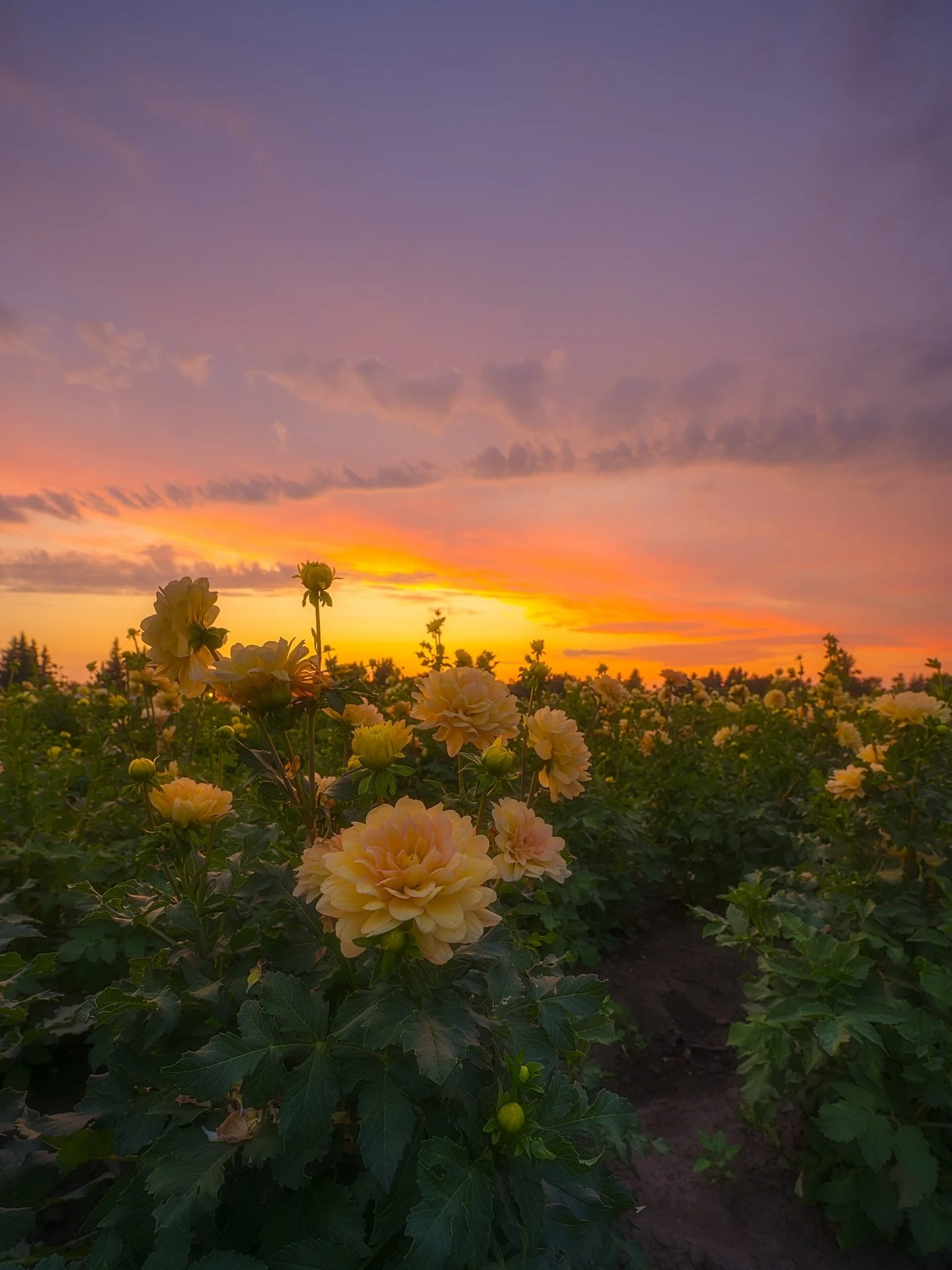 Last nights sunset at the Swan Island Dalias. 
.
.
.
#oregonisbeautiful #oregonlife #cascadiaexplored #swanislanddahlias #mthoodterritory #traveloregon #pnwlife #1859oregon #dahliasofinstagram #canbyoregon #dahlias
