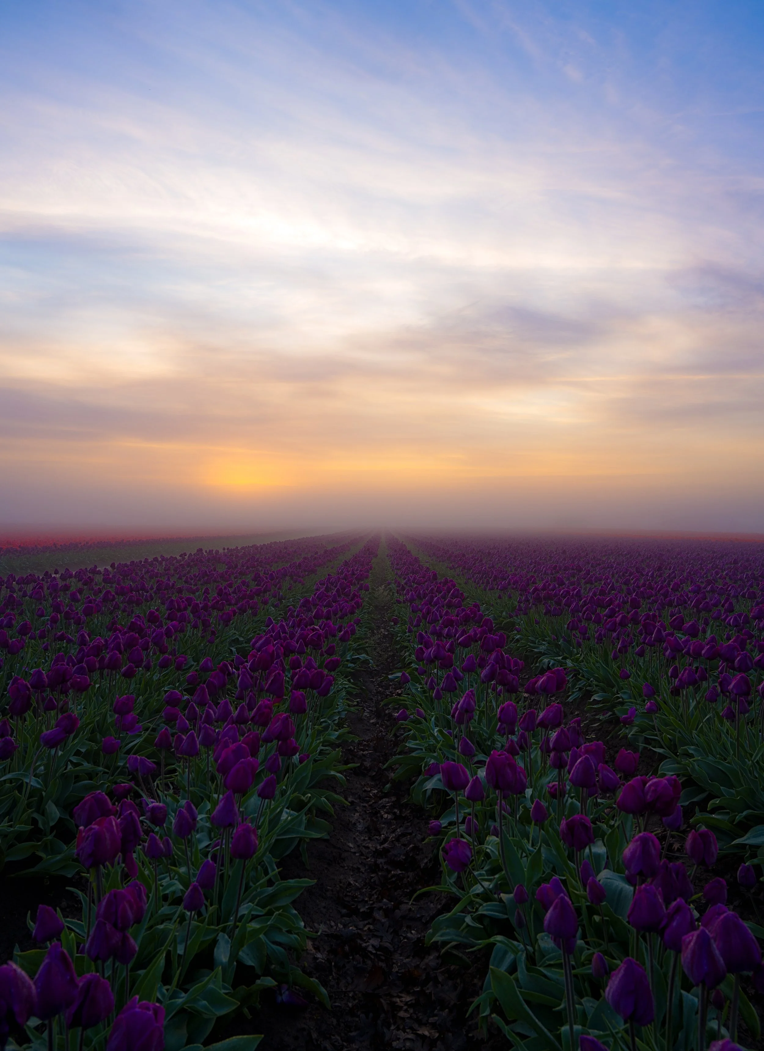 A field of purple tulips under a sunset sky with clouds.