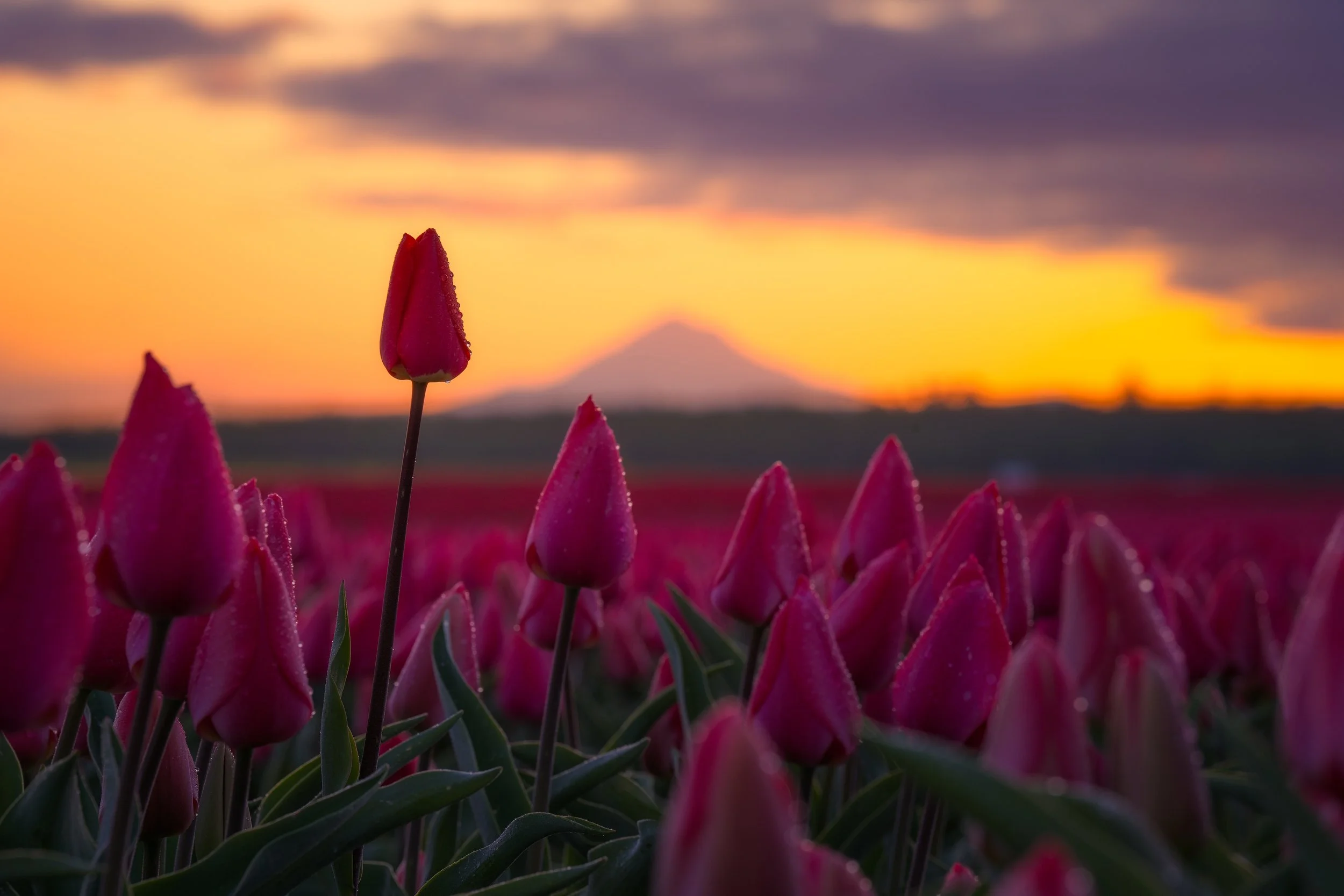 Pink tulips with dew drops in a field at sunset, with a mountain in the background.