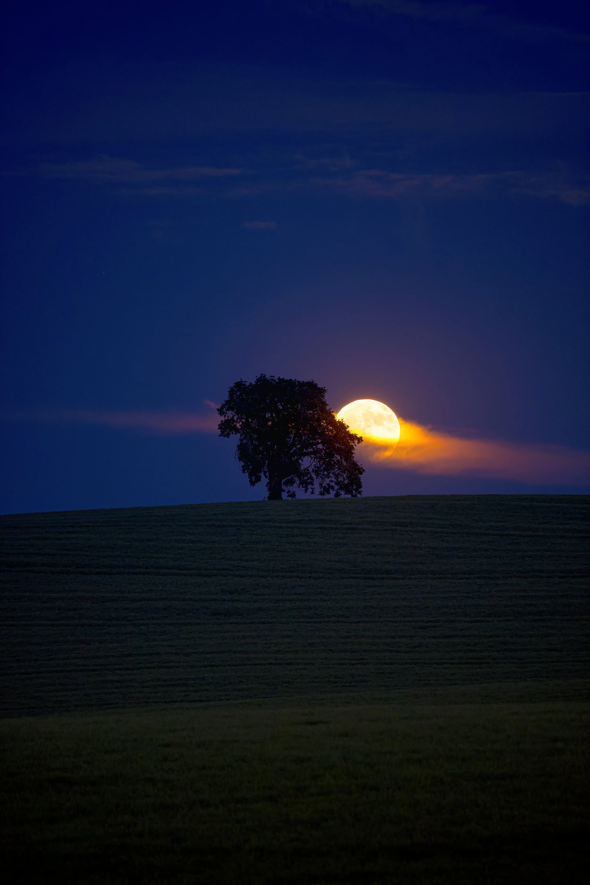 A full moon rising behind a tree on a hill at night with a dark sky and some clouds.