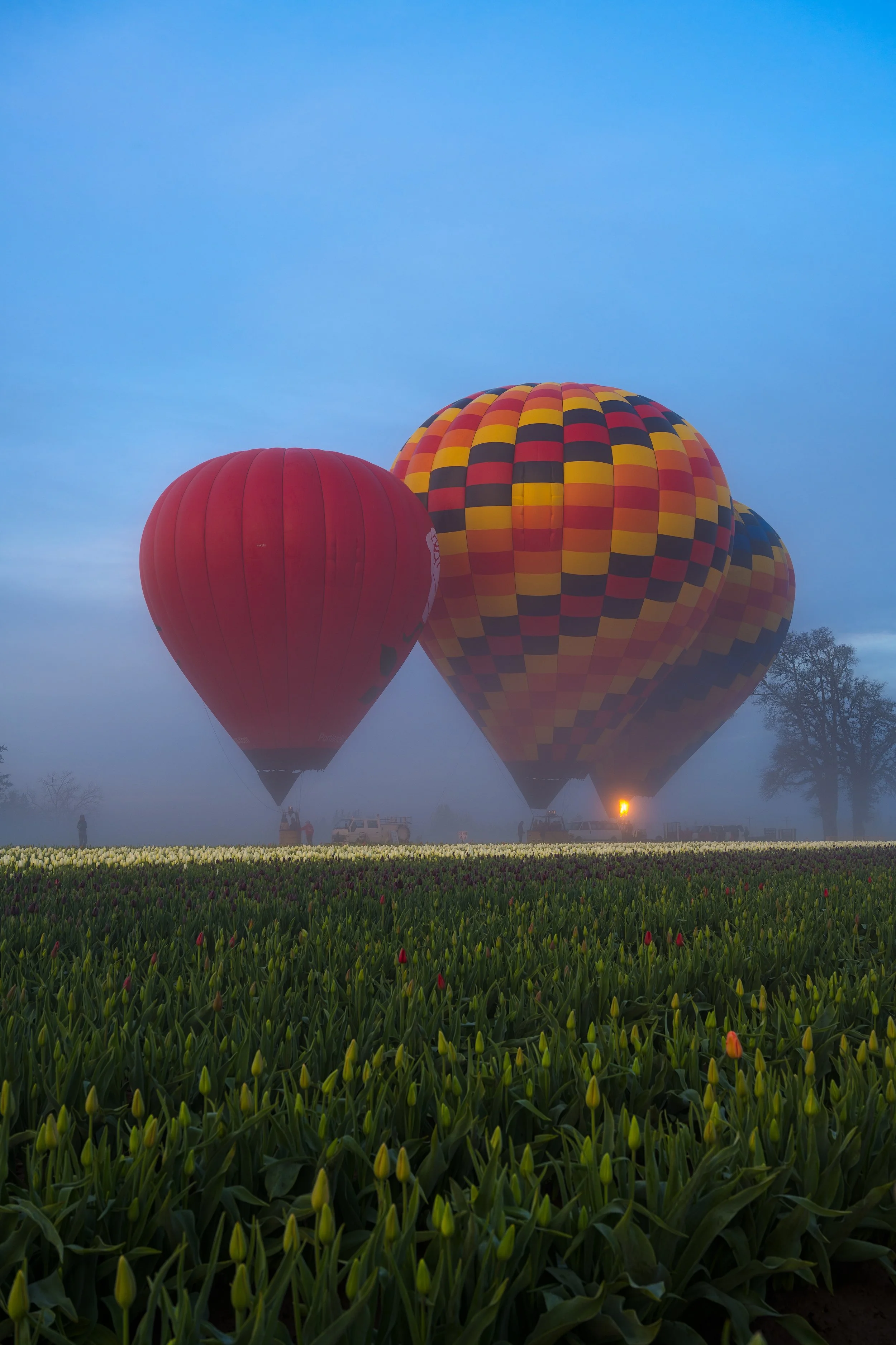 Three hot air balloons, one red and two with multicolored checkered patterns, floating above a field of flower buds, with mist and a tree in the background.