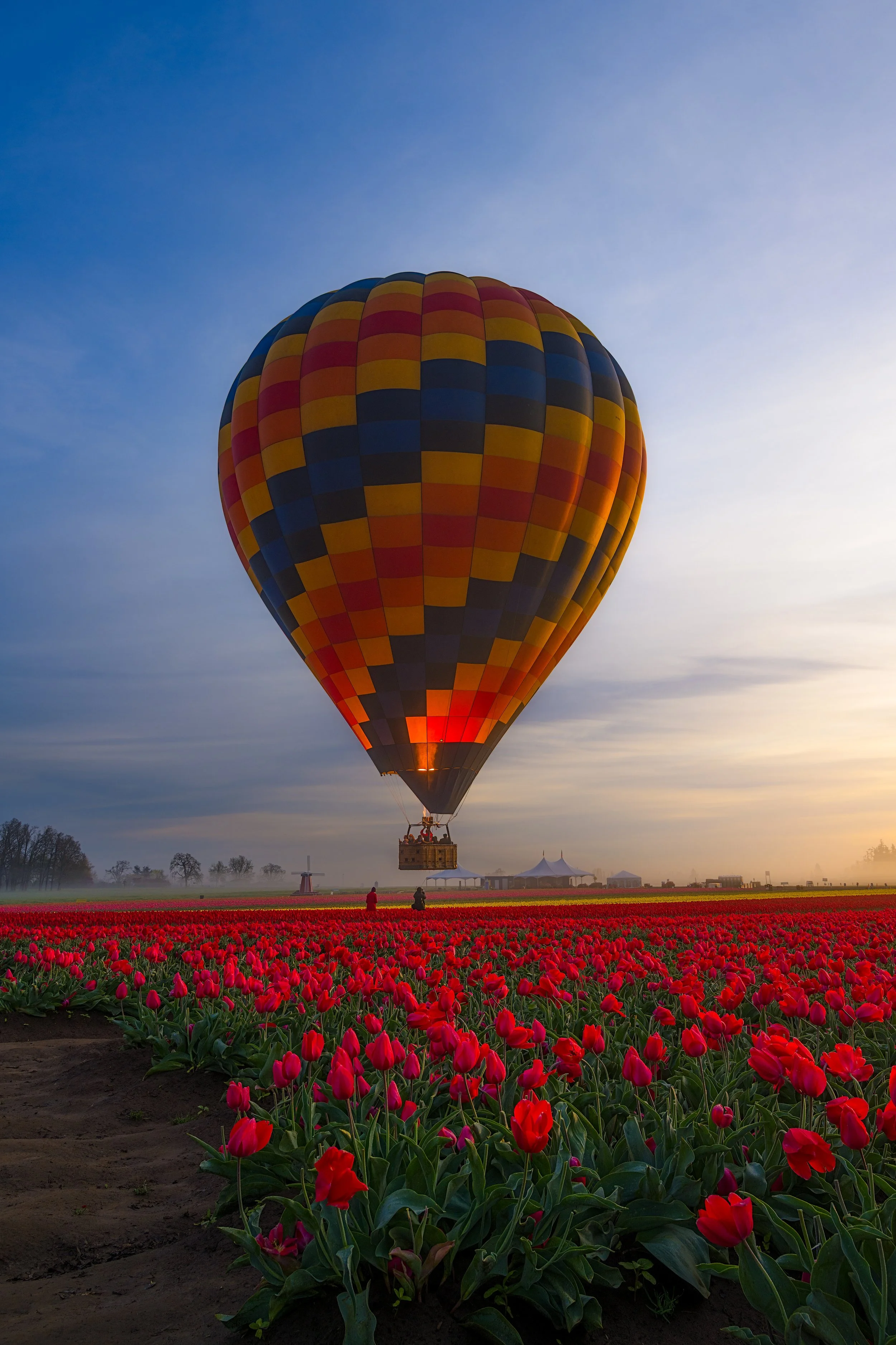 A hot air balloon with a multicolored checkered pattern floats above a field of red tulips during sunset, with a few people standing on the ground watching.