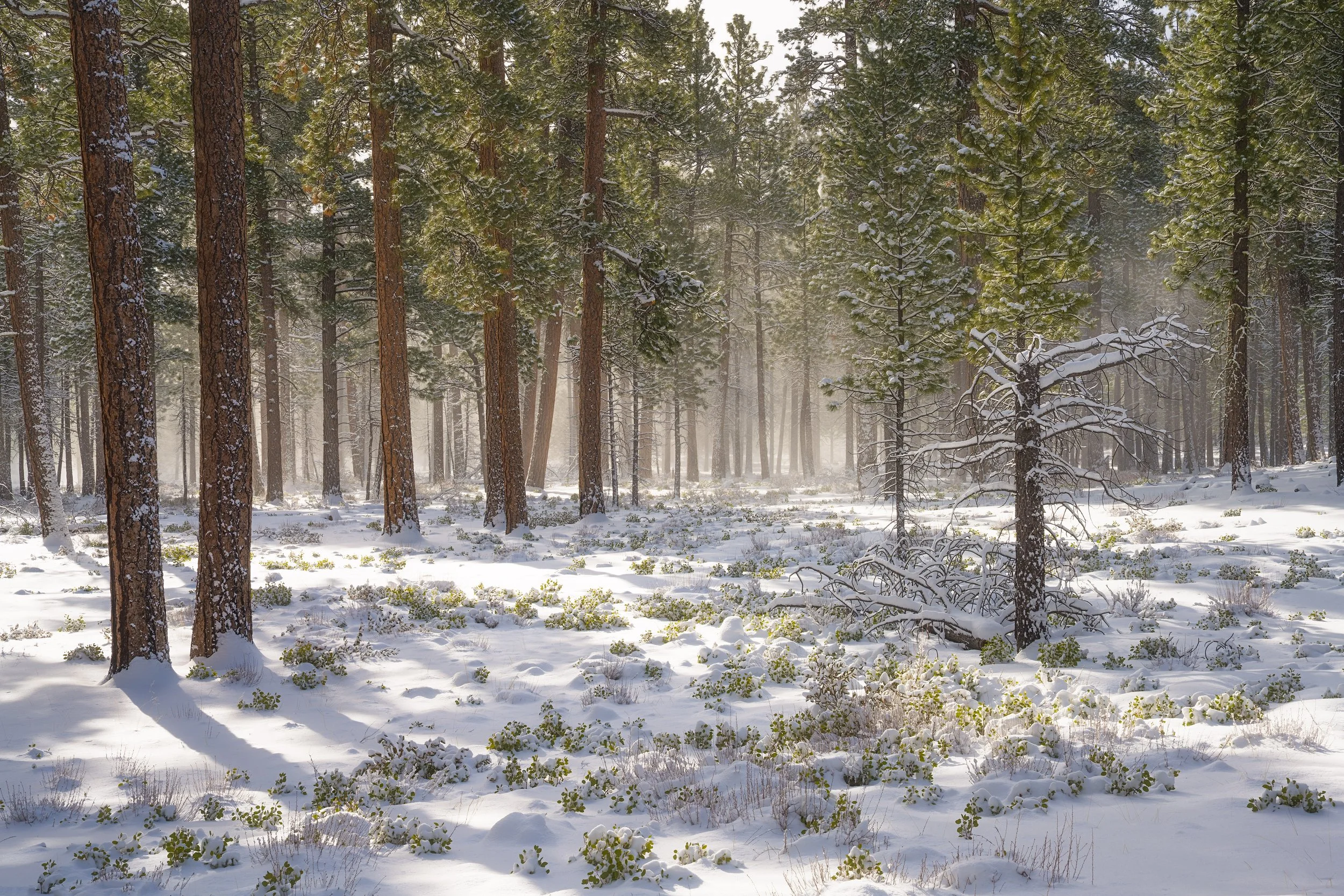 Fine art landscape photography in the snowy ponderosa pines of Sisters, Oregon, captured by Andrew Sambuceto.