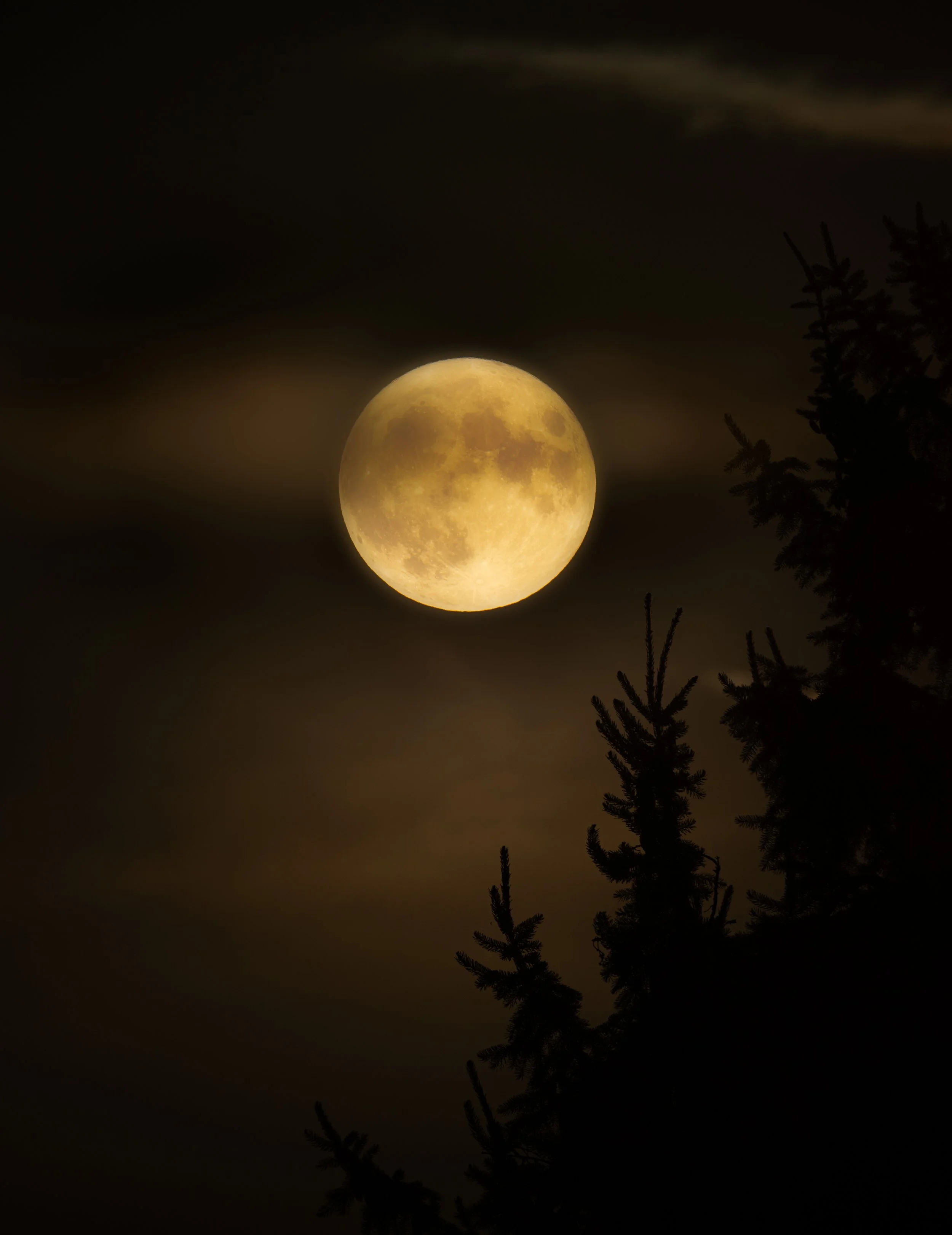 Full moon shining in a dark night sky with tree branches silhouetted in the foreground.
