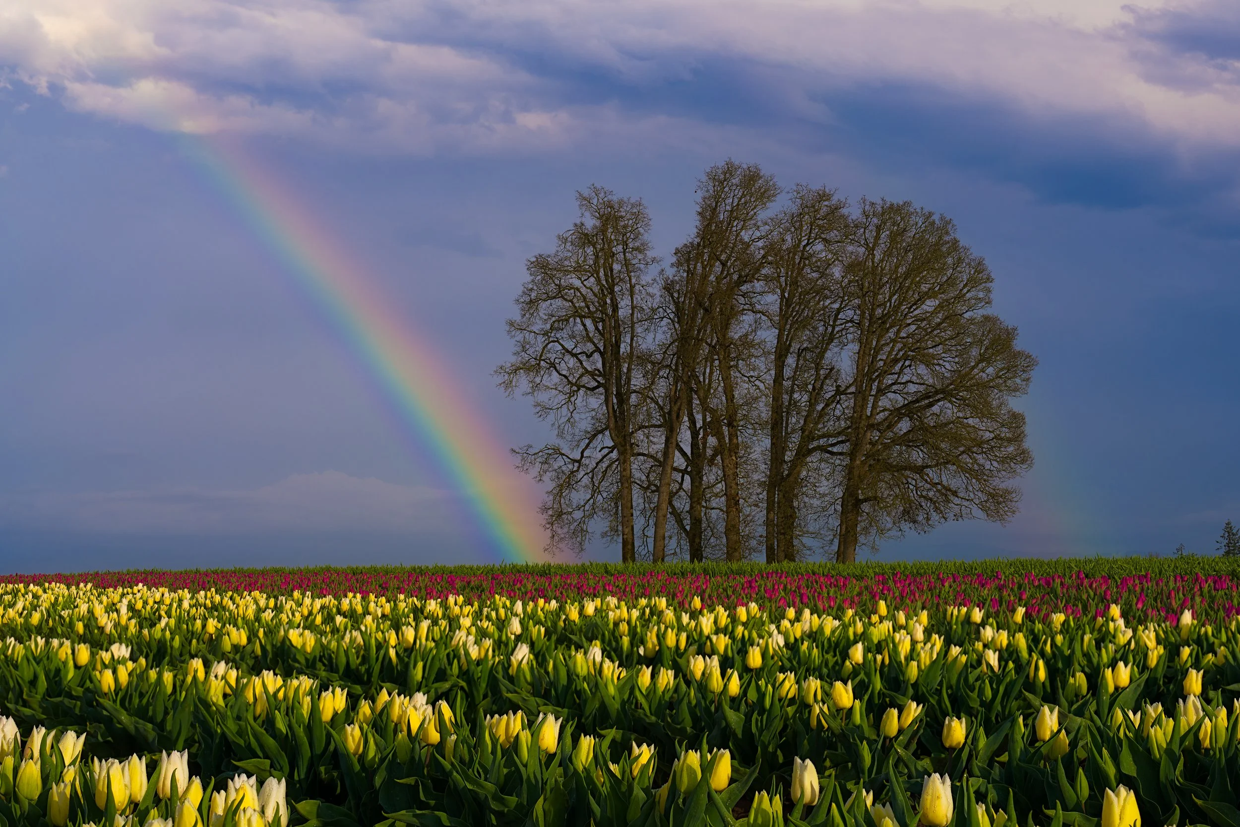 A field of yellow and pink tulips with a cluster of leafless trees in the background, a rainbow arching across a cloudy sky.