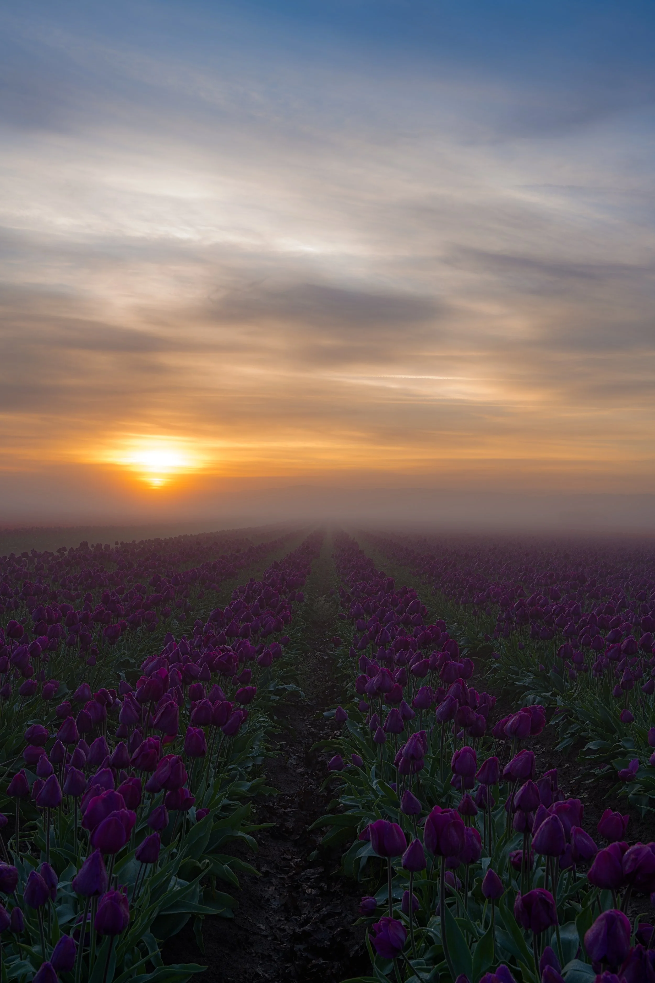 A sunset over a tulip field with rows of purple tulips stretching into the horizon.