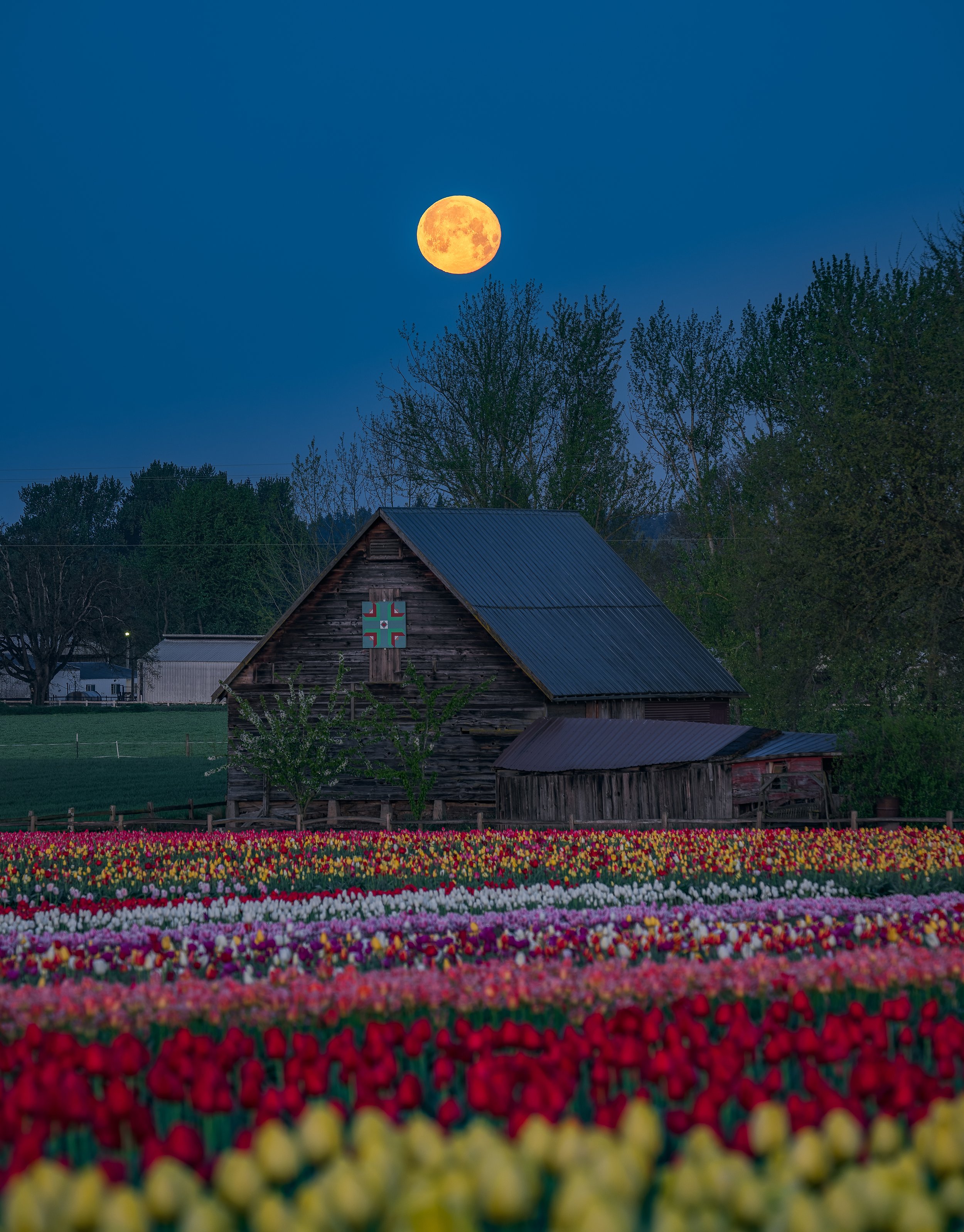 Full moon rising above a rustic barn with a quilt pattern on the upper wall, surrounded by colorful tulip fields at dusk.