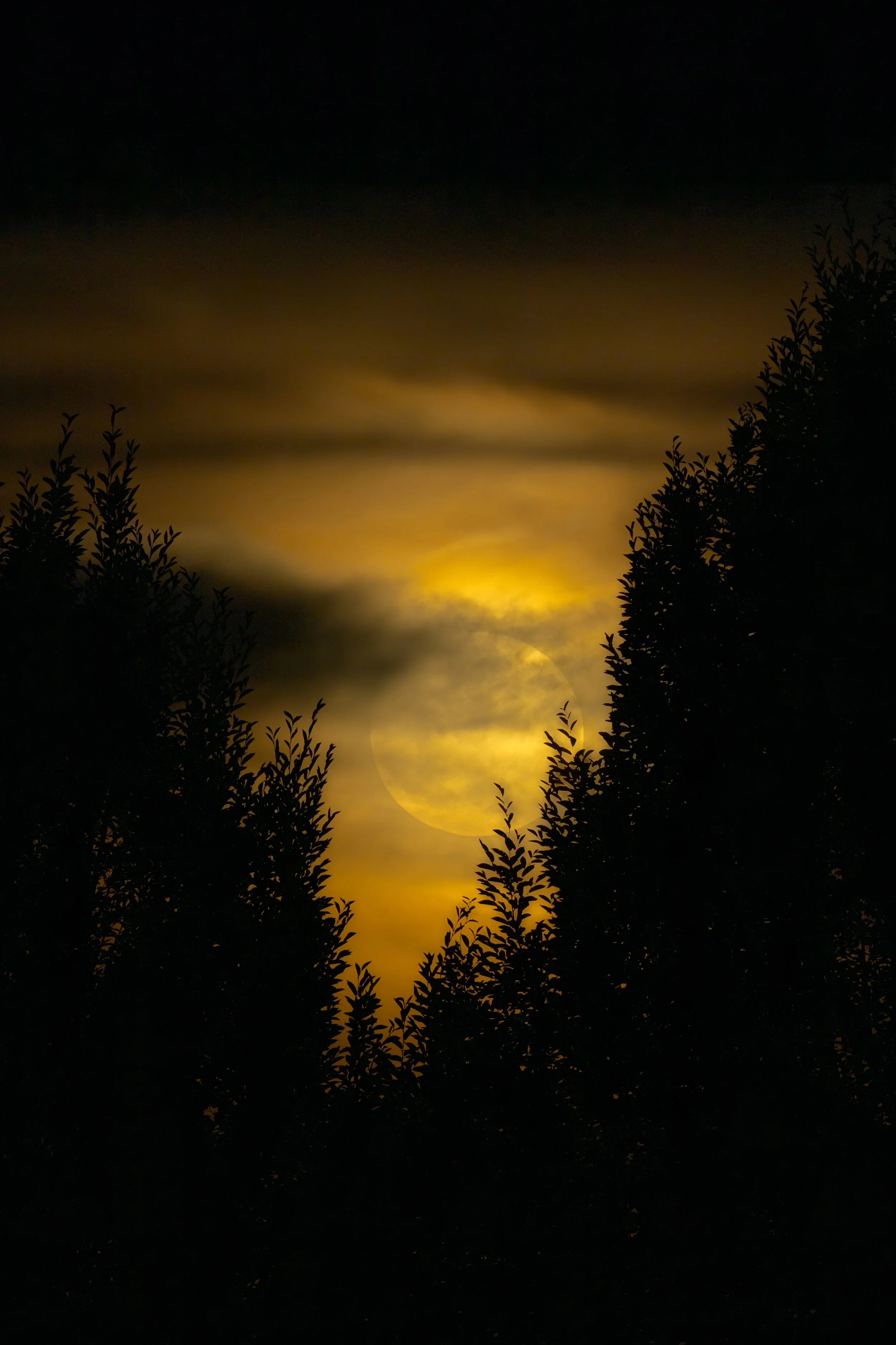 A photo of the moon partially obscured by clouds, seen through the silhouettes of trees at night.