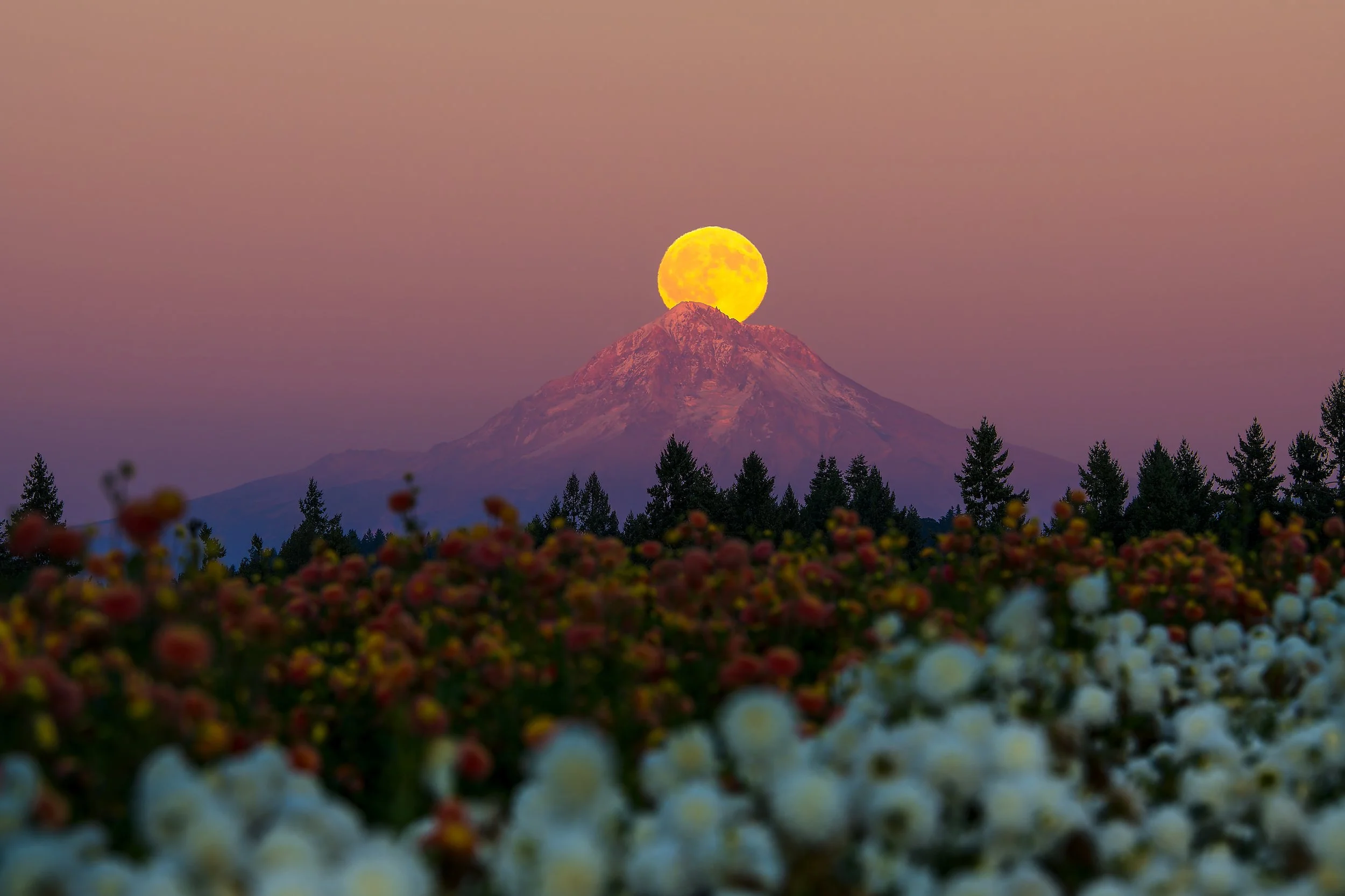 A massive, glowing orange full harvest moon perfectly aligned directly behind the snow-capped peak of Mt. Hood, with a soft, out-of-focus field of white and orange blooming dahlias in the foreground, captured by Andrew Sambuceto Photography.
