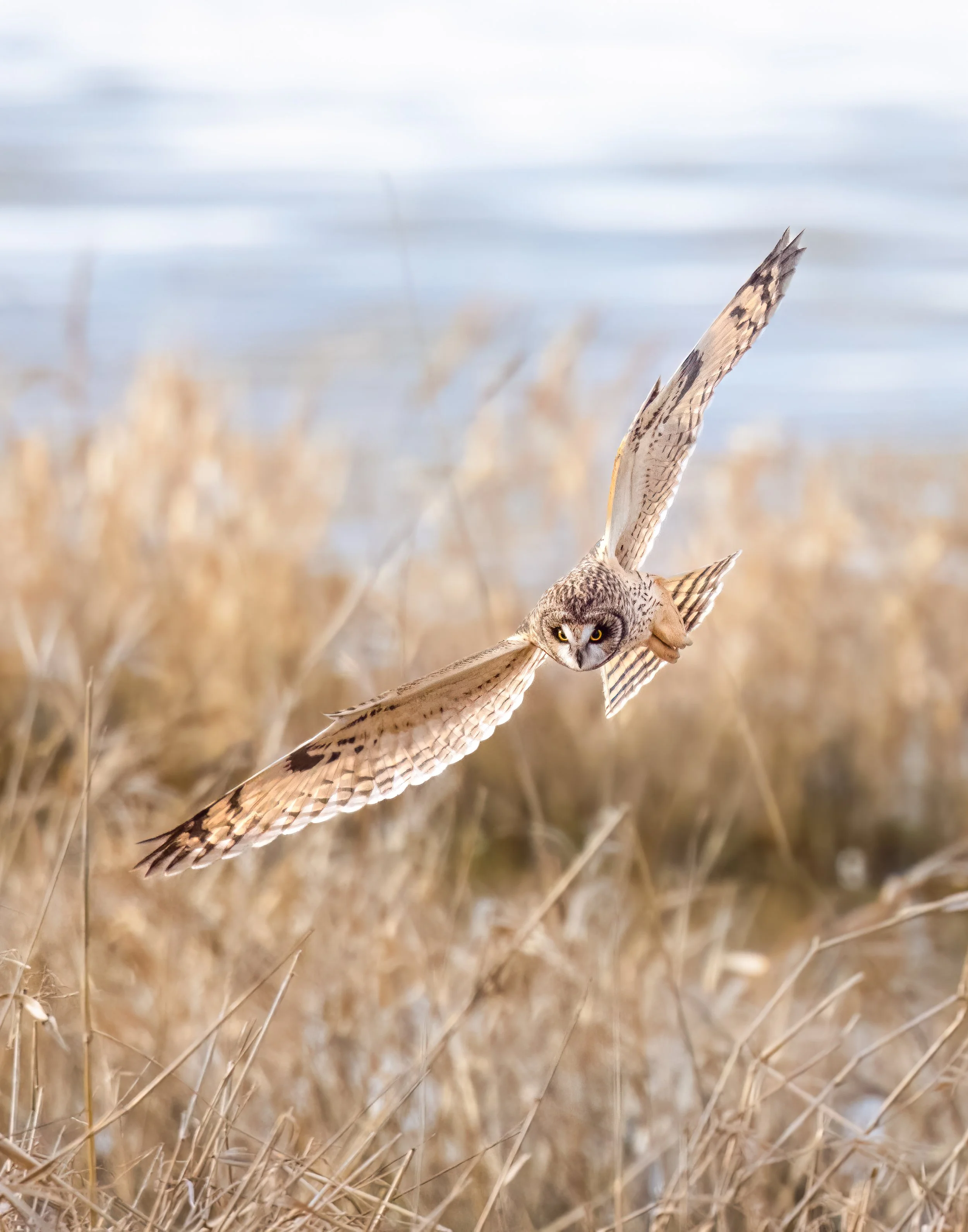 An owl flying over dry grass near a body of water.