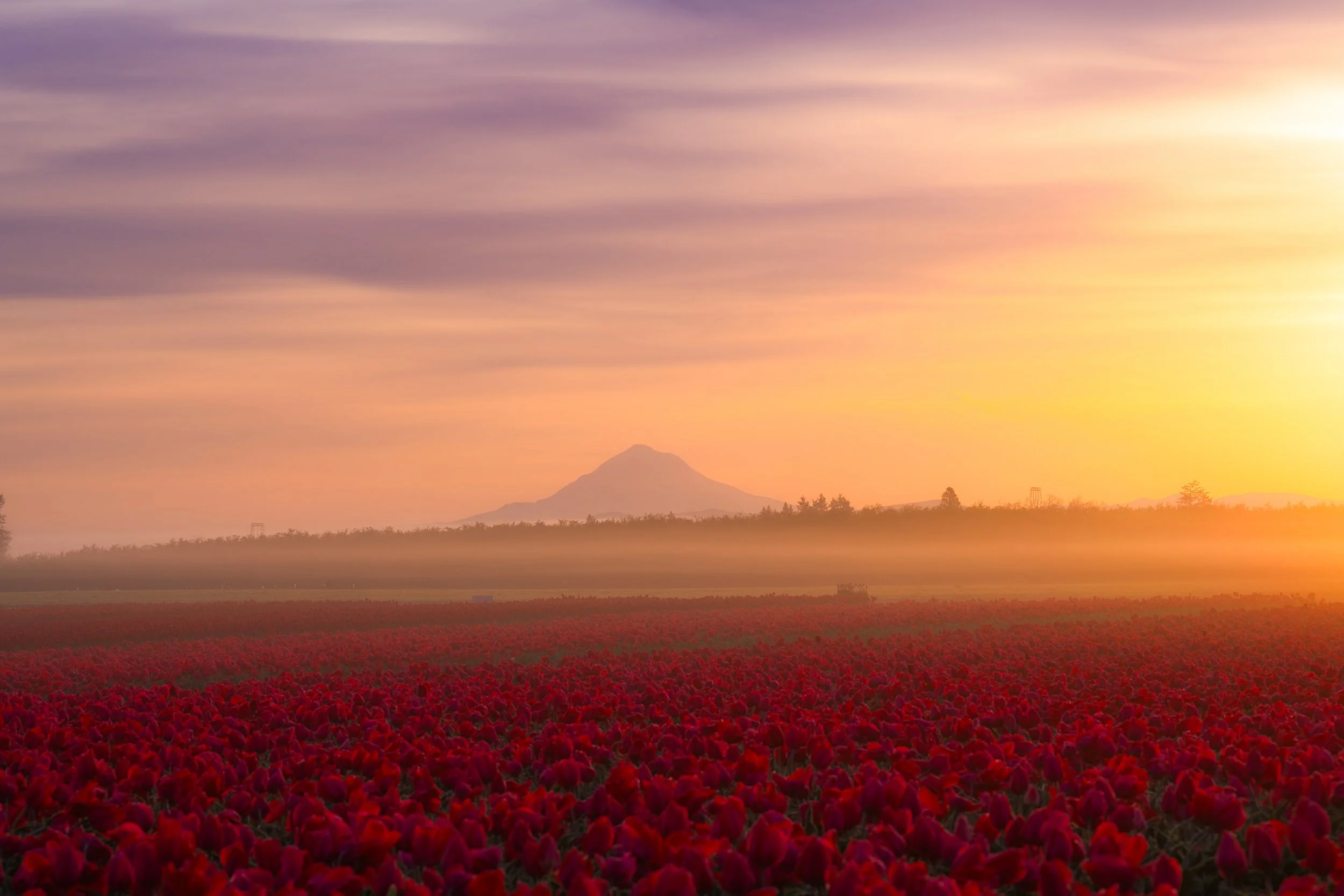 A landscape scene featuring a large field of red flowers in the foreground, a distant mountain peak in the background, and a sky with soft pastel colors during sunset.