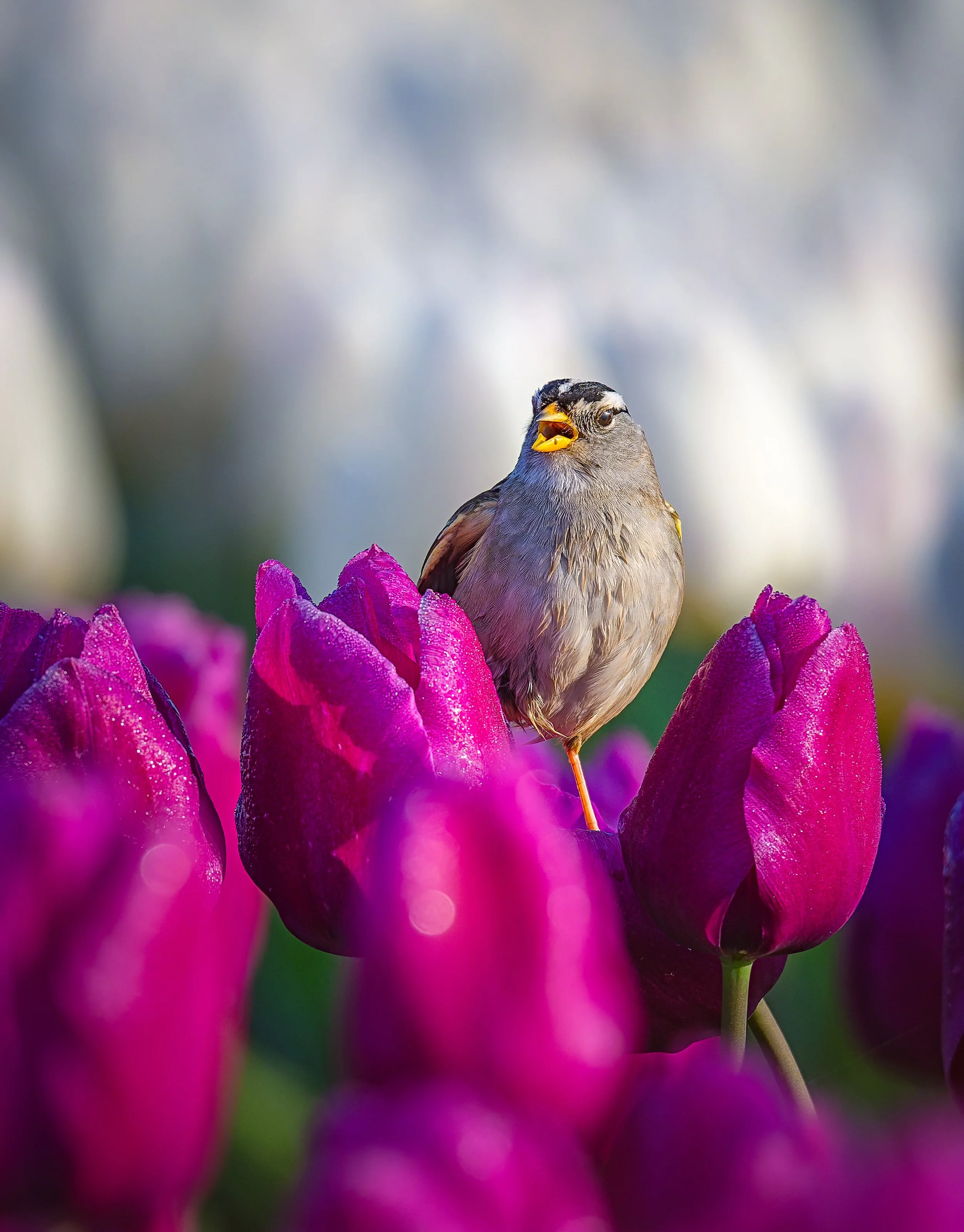 A small bird perched on a bright pink flower with blurred colorful background.