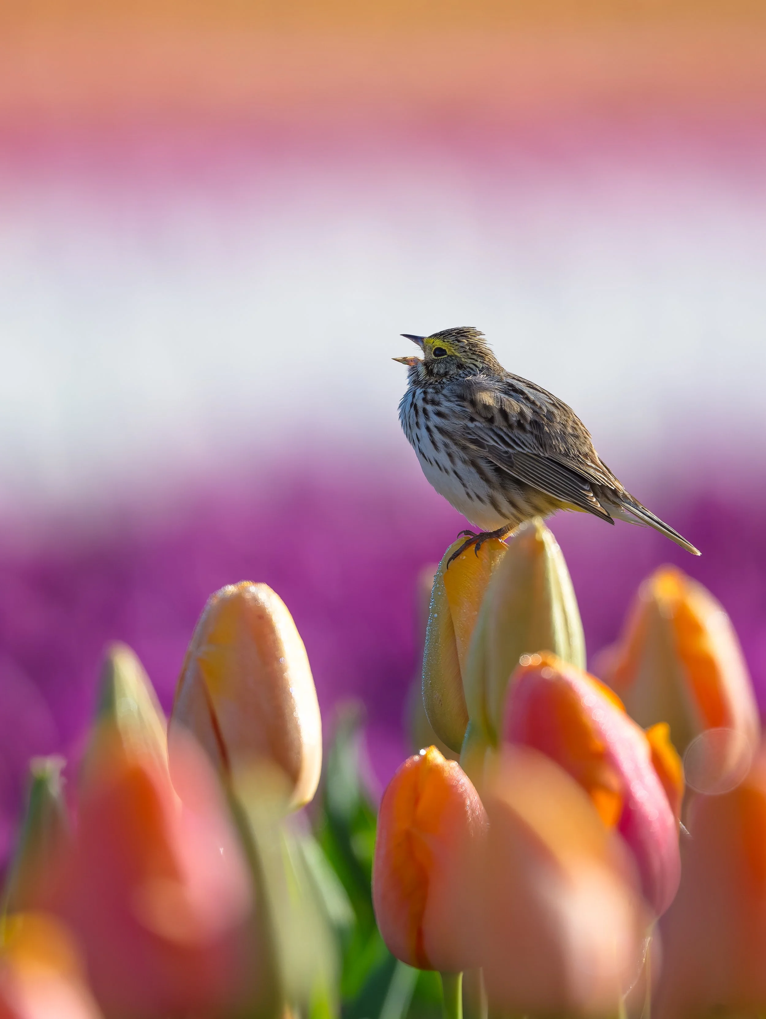 A small bird with streaked brown and white feathers perched on a cluster of orange and pink tulips with a blurred purple and pink background.