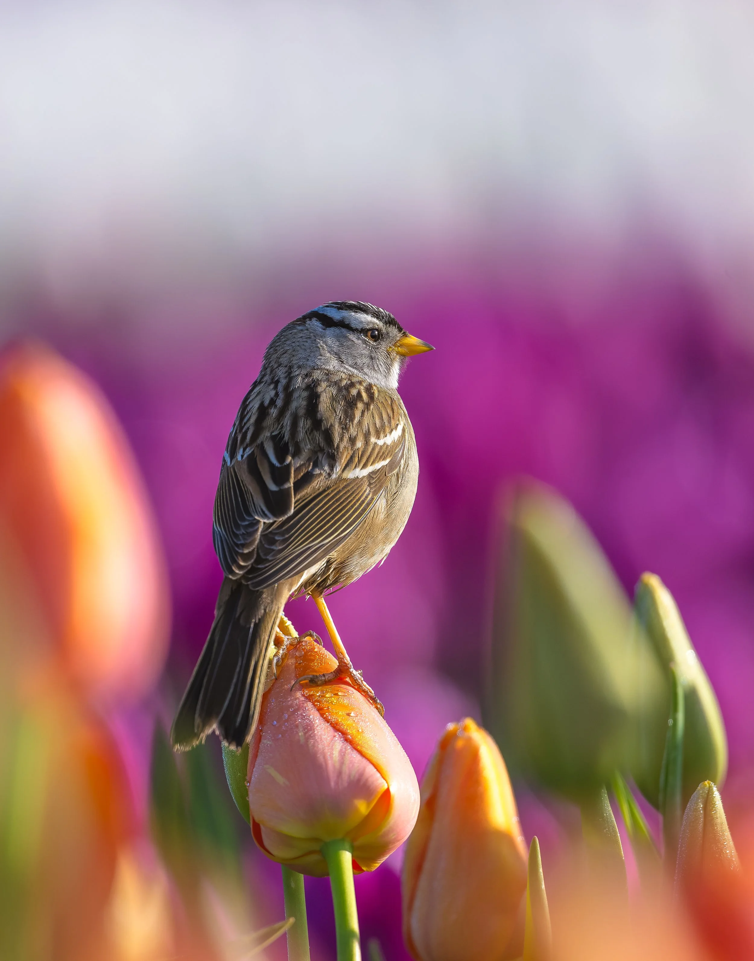 A small bird perched on a pink tulip flower amid colorful tulips with a blurred purple background.