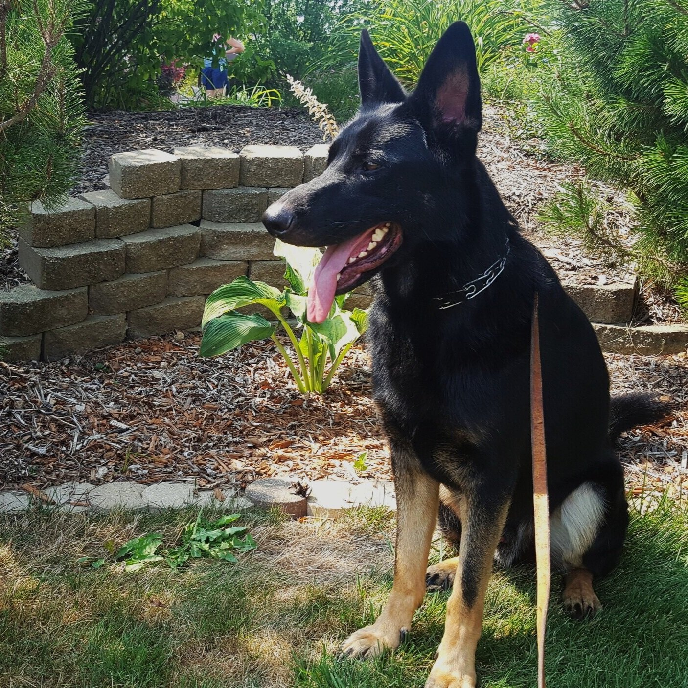 enlightened k9 training