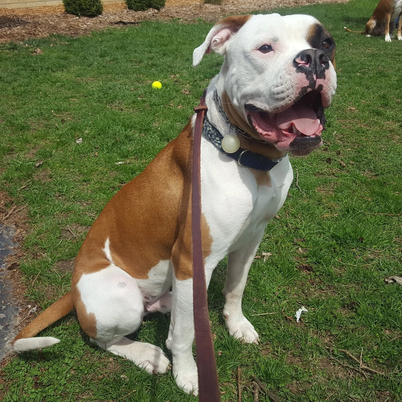 enlightened k9 training