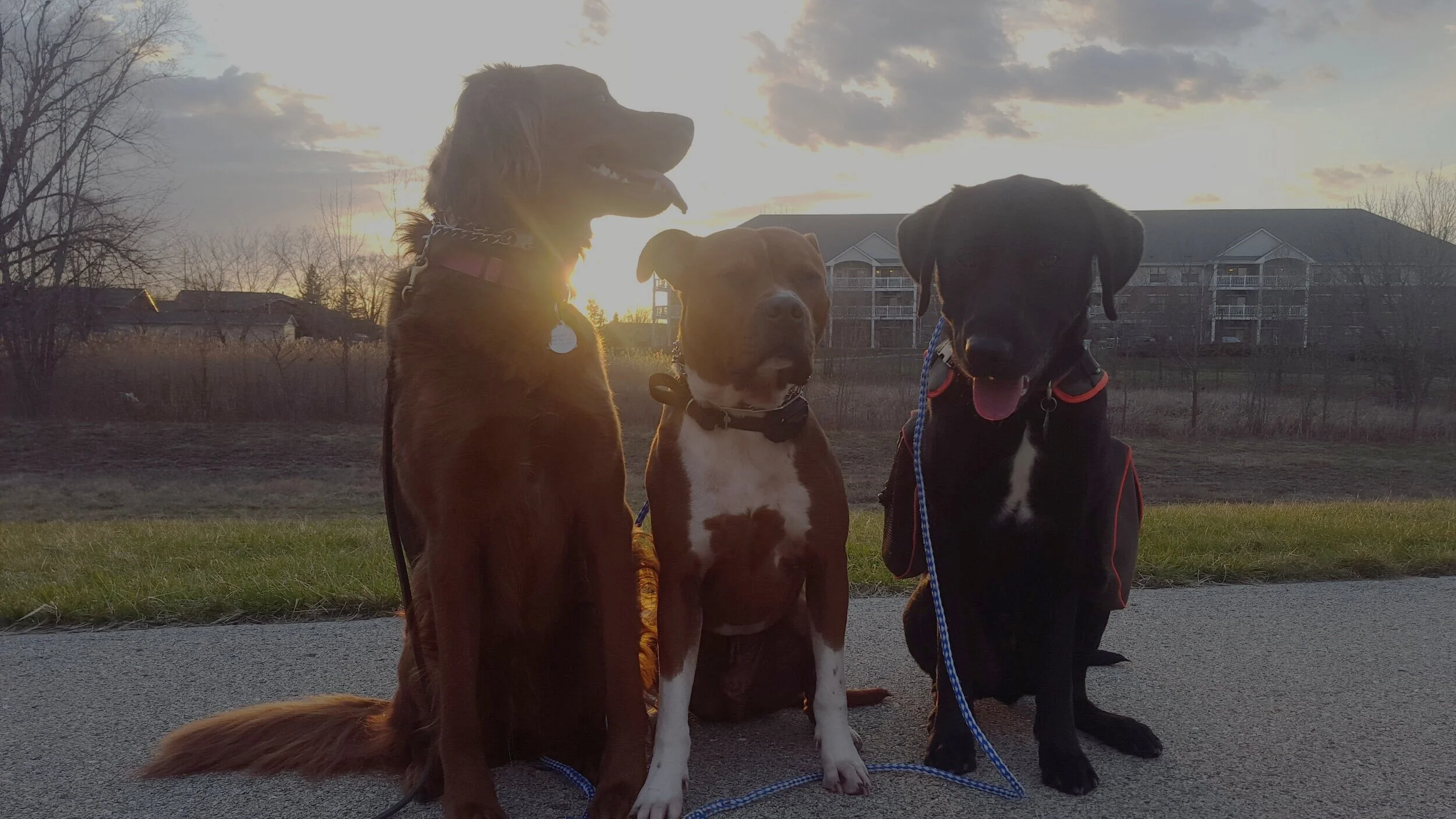 enlightened k9 training